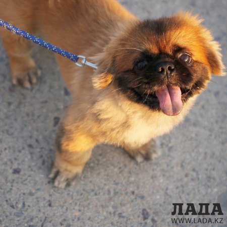В Актау пропал пекинес по кличке Кокос