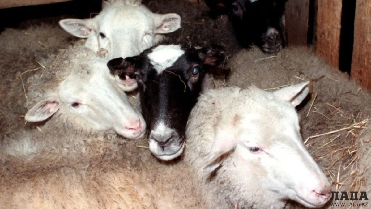 Фото news.29ru.net