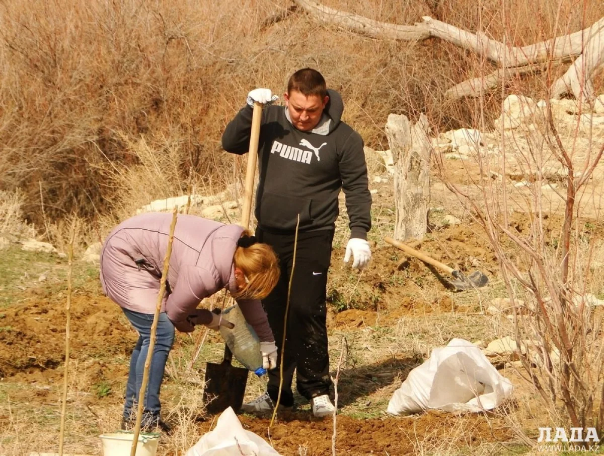 Высадка саженцев в урочище Саура. Фото предоставлено организаторами мероприятия.