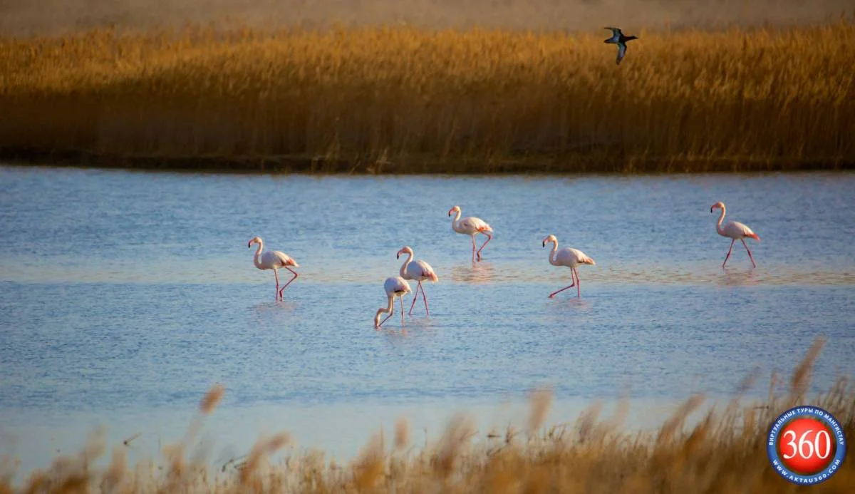 Фламинго на озере Каракол