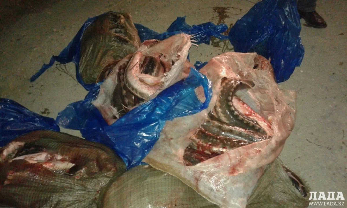 Фото Азамата Сарсенбаева||news_pic_more|<!--TBegin--><a href="https://img.lada.kz/2015-04/1428300424_img-20150406-wa0015.jpg" onclick="return hs.expand(this)" ><img align="left" src="https://img.lada.kz/2015-04/thumbs/1428300424_img-20150406-wa0015.jpg" alt='Более 200 килограммов рыбы осетровых пород изъяли у жителя Актау' title='Более 200 килограммов рыбы осетровых пород изъяли у жителя Актау'  /></a><!--TEnd--><br /><!--TBegin--><a href="https://img.lada.kz/2015-04/1428300459_img-20150406-wa0016.jpg" onclick="return hs.expand(this)" ><img align="left" src="https://img.lada.kz/2015-04/thumbs/1428300459_img-20150406-wa0016.jpg" alt='Более 200 килограммов рыбы осетровых пород изъяли у жителя Актау' title='Более 200 килограммов рыбы осетровых пород изъяли у жителя Актау'  /></a><!--TEnd-->