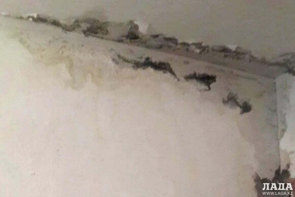 Так выглядят стены и потолок в квартире||news_pic_more|<!--TBegin--><a href="https://img.lada.kz/2015-04/1429257355_vzbhu7lhpw0.jpg" onclick="return hs.expand(this)" ><img align="left" src="https://img.lada.kz/2015-04/thumbs/1429257355_vzbhu7lhpw0.jpg" alt='Жители одного из домов в Актау пожаловались на протекающую после дождя крышу' title='Жители одного из домов в Актау пожаловались на протекающую после дождя крышу'  /></a><!--TEnd--><br /><!--TBegin--><a href="https://img.lada.kz/2015-04/1429257306_vf8f5nvpyqk.jpg" onclick="return hs.expand(this)" ><img align="left" src="https://img.lada.kz/2015-04/thumbs/1429257306_vf8f5nvpyqk.jpg" alt='Жители одного из домов в Актау пожаловались на протекающую после дождя крышу' title='Жители одного из домов в Актау пожаловались на протекающую после дождя крышу'  /></a><!--TEnd-->