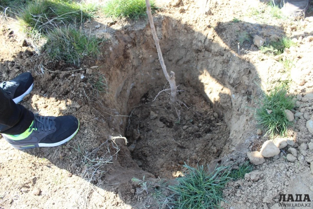 Cаженцы абрикоса||news_pic_more|<!--TBegin--><a href="https://img.lada.kz/2015-04/1429268644_img_8054.jpg" onclick="return hs.expand(this)" ><img align="left" src="https://img.lada.kz/2015-04/thumbs/1429268644_img_8054.jpg" alt='В Актау запустили эстафету по посадке деревьев' title='В Актау запустили эстафету по посадке деревьев'  /></a><!--TEnd--><br /><!--TBegin--><a href="https://img.lada.kz/2015-04/1429268697_img_8043.jpg" onclick="return hs.expand(this)" ><img align="left" src="https://img.lada.kz/2015-04/thumbs/1429268697_img_8043.jpg" alt='В Актау запустили эстафету по посадке деревьев' title='В Актау запустили эстафету по посадке деревьев'  /></a><!--TEnd--><br /><!--TBegin--><a href="https://img.lada.kz/2015-04/1429268659_img_8011.jpg" onclick="return hs.expand(this)" ><img align="left" src="https://img.lada.kz/2015-04/thumbs/1429268659_img_8011.jpg" alt='В Актау запустили эстафету по посадке деревьев' title='В Актау запустили эстафету по посадке деревьев'  /></a><!--TEnd--><br /><!--TBegin--><a href="https://img.lada.kz/2015-04/1429268642_img_7995.jpg" onclick="return hs.expand(this)" ><img align="left" src="https://img.lada.kz/2015-04/thumbs/1429268642_img_7995.jpg" alt='В Актау запустили эстафету по посадке деревьев' title='В Актау запустили эстафету по посадке деревьев'  /></a><!--TEnd-->