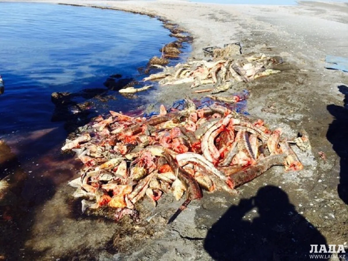 Выловленную рыбу браконьеры потрошили здесь же, на берегу, а затем везли в места продажи. Фото пресс-службы ДВД||news_pic_more|<!--TBegin--><a href="https://img.lada.kz/2015-04/1429354622_91aixbsaury.jpg" onclick="return hs.expand(this)" ><img align="left" src="https://img.lada.kz/2015-04/thumbs/1429354622_91aixbsaury.jpg" alt='В Мангистауской области за две недели браконьеры нанесли ущерб на 5 миллионов тенге' title='В Мангистауской области за две недели браконьеры нанесли ущерб на 5 миллионов тенге'  /></a><!--TEnd--><br /><!--TBegin--><a href="https://img.lada.kz/2015-04/1429354670_efrvkc4vj-a.jpg" onclick="return hs.expand(this)" ><img align="left" src="https://img.lada.kz/2015-04/thumbs/1429354670_efrvkc4vj-a.jpg" alt='В Мангистауской области за две недели браконьеры нанесли ущерб на 5 миллионов тенге' title='В Мангистауской области за две недели браконьеры нанесли ущерб на 5 миллионов тенге'  /></a><!--TEnd--><br /><!--TBegin--><a href="https://img.lada.kz/2015-04/1429354668_img_5822.jpg" onclick="return hs.expand(this)" ><img align="left" src="https://img.lada.kz/2015-04/thumbs/1429354668_img_5822.jpg" alt='В Мангистауской области за две недели браконьеры нанесли ущерб на 5 миллионов тенге' title='В Мангистауской области за две недели браконьеры нанесли ущерб на 5 миллионов тенге'  /></a><!--TEnd--><br /><!--TBegin--><a href="https://img.lada.kz/2015-04/1429354641_img_5824.jpg" onclick="return hs.expand(this)" ><img align="left" src="https://img.lada.kz/2015-04/thumbs/1429354641_img_5824.jpg" alt='В Мангистауской области за две недели браконьеры нанесли ущерб на 5 миллионов тенге' title='В Мангистауской области за две недели браконьеры нанесли ущерб на 5 миллионов тенге'  /></a><!--TEnd--><br /><!--TBegin--><a href="https://img.lada.kz/2015-04/1429354652_img_5826.jpg" onclick="return hs.expand(this)" ><img align="left" src="https://img.lada.kz/2015-04/thumbs/1429354652_img_5826.jpg" alt='В Мангистауской области за две недели браконьеры нанесли ущерб на 5 миллионов тенге' title='В Мангистауской области за две недели браконьеры нанесли ущерб на 5 миллионов тенге'  /></a><!--TEnd--><br /><!--TBegin--><a href="https://img.lada.kz/2015-04/1429354657_img_5827.jpg" onclick="return hs.expand(this)" ><img align="left" src="https://img.lada.kz/2015-04/thumbs/1429354657_img_5827.jpg" alt='В Мангистауской области за две недели браконьеры нанесли ущерб на 5 миллионов тенге' title='В Мангистауской области за две недели браконьеры нанесли ущерб на 5 миллионов тенге'  /></a><!--TEnd--><br /><!--TBegin--><a href="https://img.lada.kz/2015-04/1429354711_wh9ryqjtw_g.jpg" onclick="return hs.expand(this)" ><img align="left" src="https://img.lada.kz/2015-04/thumbs/1429354711_wh9ryqjtw_g.jpg" alt='В Мангистауской области за две недели браконьеры нанесли ущерб на 5 миллионов тенге' title='В Мангистауской области за две недели браконьеры нанесли ущерб на 5 миллионов тенге'  /></a><!--TEnd--><br /><!--TBegin--><a href="https://img.lada.kz/2015-04/1429354666_xqbjynltza0.jpg" onclick="return hs.expand(this)" ><img align="left" src="https://img.lada.kz/2015-04/thumbs/1429354666_xqbjynltza0.jpg" alt='В Мангистауской области за две недели браконьеры нанесли ущерб на 5 миллионов тенге' title='В Мангистауской области за две недели браконьеры нанесли ущерб на 5 миллионов тенге'  /></a><!--TEnd--><br /><!--TBegin--><a href="https://img.lada.kz/2015-04/1429354705_y150hjcm8fo.jpg" onclick="return hs.expand(this)" ><img align="left" src="https://img.lada.kz/2015-04/thumbs/1429354705_y150hjcm8fo.jpg" alt='В Мангистауской области за две недели браконьеры нанесли ущерб на 5 миллионов тенге' title='В Мангистауской области за две недели браконьеры нанесли ущерб на 5 миллионов тенге'  /></a><!--TEnd-->
