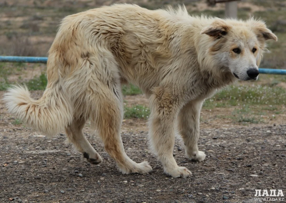 Иллюстративное фото из архива lada.kz
