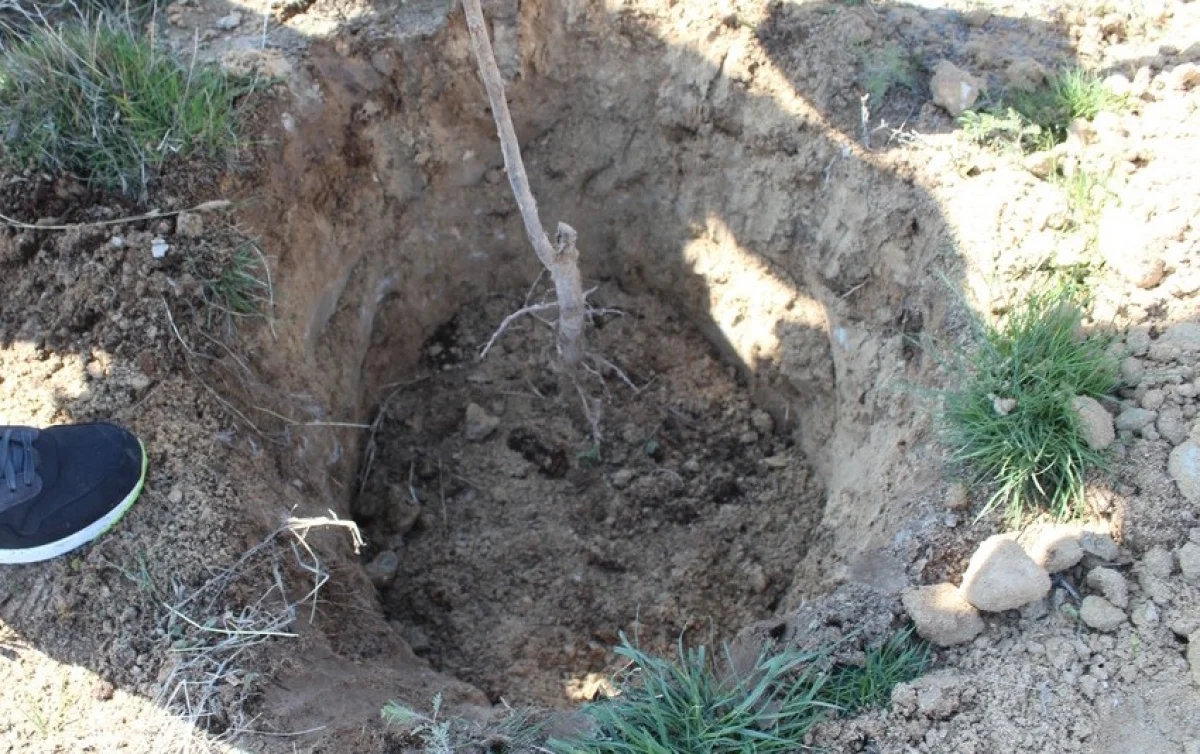 Фото из архива «Лады»