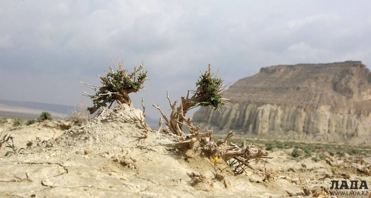 Фото Ольги Ярославской||news_pic_more|<!--TBegin--><a href="https://img.lada.kz/2015-05/1430633301_0037.jpg" onclick="return hs.expand(this)" ><img align="left" src="https://img.lada.kz/2015-05/thumbs/1430633301_0037.jpg" alt='Пробуждение мангистауской степи' title='Пробуждение мангистауской степи'  /></a><!--TEnd--><br /><!--TBegin--><a href="https://img.lada.kz/2015-05/1430633343_0001a.jpg" onclick="return hs.expand(this)" ><img align="left" src="https://img.lada.kz/2015-05/thumbs/1430633343_0001a.jpg" alt='Пробуждение мангистауской степи' title='Пробуждение мангистауской степи'  /></a><!--TEnd--><br /><!--TBegin--><a href="https://img.lada.kz/2015-05/1430633319_0002.jpg" onclick="return hs.expand(this)" ><img align="left" src="https://img.lada.kz/2015-05/thumbs/1430633319_0002.jpg" alt='Пробуждение мангистауской степи' title='Пробуждение мангистауской степи'  /></a><!--TEnd--><br /><!--TBegin--><a href="https://img.lada.kz/2015-05/1430633362_0003.jpg" onclick="return hs.expand(this)" ><img align="left" src="https://img.lada.kz/2015-05/thumbs/1430633362_0003.jpg" alt='Пробуждение мангистауской степи' title='Пробуждение мангистауской степи'  /></a><!--TEnd--><br /><!--TBegin--><a href="https://img.lada.kz/2015-05/1430633381_0004.jpg" onclick="return hs.expand(this)" ><img align="left" src="https://img.lada.kz/2015-05/thumbs/1430633381_0004.jpg" alt='Пробуждение мангистауской степи' title='Пробуждение мангистауской степи'  /></a><!--TEnd--><br /><!--TBegin--><a href="https://img.lada.kz/2015-05/1430633367_0005.jpg" onclick="return hs.expand(this)" ><img align="left" src="https://img.lada.kz/2015-05/thumbs/1430633367_0005.jpg" alt='Пробуждение мангистауской степи' title='Пробуждение мангистауской степи'  /></a><!--TEnd--><br /><!--TBegin--><a href="https://img.lada.kz/2015-05/1430633344_0007.jpg" onclick="return hs.expand(this)" ><img align="left" src="https://img.lada.kz/2015-05/thumbs/1430633344_0007.jpg" alt='Пробуждение мангистауской степи' title='Пробуждение мангистауской степи'  /></a><!--TEnd--><br /><!--TBegin--><a href="https://img.lada.kz/2015-05/1430633378_0008.jpg" onclick="return hs.expand(this)" ><img align="left" src="https://img.lada.kz/2015-05/thumbs/1430633378_0008.jpg" alt='Пробуждение мангистауской степи' title='Пробуждение мангистауской степи'  /></a><!--TEnd--><br /><!--TBegin--><a href="https://img.lada.kz/2015-05/1430633335_0009.jpg" onclick="return hs.expand(this)" ><img align="left" src="https://img.lada.kz/2015-05/thumbs/1430633335_0009.jpg" alt='Пробуждение мангистауской степи' title='Пробуждение мангистауской степи'  /></a><!--TEnd--><br /><!--TBegin--><a href="https://img.lada.kz/2015-05/1430633345_0010.jpg" onclick="return hs.expand(this)" ><img align="left" src="https://img.lada.kz/2015-05/thumbs/1430633345_0010.jpg" alt='Пробуждение мангистауской степи' title='Пробуждение мангистауской степи'  /></a><!--TEnd--><br /><!--TBegin--><a href="https://img.lada.kz/2015-05/1430633405_0011.jpg" onclick="return hs.expand(this)" ><img align="left" src="https://img.lada.kz/2015-05/thumbs/1430633405_0011.jpg" alt='Пробуждение мангистауской степи' title='Пробуждение мангистауской степи'  /></a><!--TEnd--><br /><!--TBegin--><a href="https://img.lada.kz/2015-05/1430633343_0012.jpg" onclick="return hs.expand(this)" ><img align="left" src="https://img.lada.kz/2015-05/thumbs/1430633343_0012.jpg" alt='Пробуждение мангистауской степи' title='Пробуждение мангистауской степи'  /></a><!--TEnd--><br /><!--TBegin--><a href="https://img.lada.kz/2015-05/1430633405_0013.jpg" onclick="return hs.expand(this)" ><img align="left" src="https://img.lada.kz/2015-05/thumbs/1430633405_0013.jpg" alt='Пробуждение мангистауской степи' title='Пробуждение мангистауской степи'  /></a><!--TEnd--><br /><!--TBegin--><a href="https://img.lada.kz/2015-05/1430633410_0014.jpg" onclick="return hs.expand(this)" ><img align="left" src="https://img.lada.kz/2015-05/thumbs/1430633410_0014.jpg" alt='Пробуждение мангистауской степи' title='Пробуждение мангистауской степи'  /></a><!--TEnd--><br /><!--TBegin--><a href="https://img.lada.kz/2015-05/1430633419_0015.jpg" onclick="return hs.expand(this)" ><img align="left" src="https://img.lada.kz/2015-05/thumbs/1430633419_0015.jpg" alt='Пробуждение мангистауской степи' title='Пробуждение мангистауской степи'  /></a><!--TEnd--><br /><!--TBegin--><a href="https://img.lada.kz/2015-05/1430633368_0016.jpg" onclick="return hs.expand(this)" ><img align="left" src="https://img.lada.kz/2015-05/thumbs/1430633368_0016.jpg" alt='Пробуждение мангистауской степи' title='Пробуждение мангистауской степи'  /></a><!--TEnd--><br /><!--TBegin--><a href="https://img.lada.kz/2015-05/1430633392_0017.jpg" onclick="return hs.expand(this)" ><img align="left" src="https://img.lada.kz/2015-05/thumbs/1430633392_0017.jpg" alt='Пробуждение мангистауской степи' title='Пробуждение мангистауской степи'  /></a><!--TEnd--><br /><!--TBegin--><a href="https://img.lada.kz/2015-05/1430633472_0018.jpg" onclick="return hs.expand(this)" ><img align="left" src="https://img.lada.kz/2015-05/thumbs/1430633472_0018.jpg" alt='Пробуждение мангистауской степи' title='Пробуждение мангистауской степи'  /></a><!--TEnd--><br /><!--TBegin--><a href="https://img.lada.kz/2015-05/1430633443_0019.jpg" onclick="return hs.expand(this)" ><img align="left" src="https://img.lada.kz/2015-05/thumbs/1430633443_0019.jpg" alt='Пробуждение мангистауской степи' title='Пробуждение мангистауской степи'  /></a><!--TEnd--><br /><!--TBegin--><a href="https://img.lada.kz/2015-05/1430633396_0020.jpg" onclick="return hs.expand(this)" ><img align="left" src="https://img.lada.kz/2015-05/thumbs/1430633396_0020.jpg" alt='Пробуждение мангистауской степи' title='Пробуждение мангистауской степи'  /></a><!--TEnd--><br /><!--TBegin--><a href="https://img.lada.kz/2015-05/1430633453_0021.jpg" onclick="return hs.expand(this)" ><img align="left" src="https://img.lada.kz/2015-05/thumbs/1430633453_0021.jpg" alt='Пробуждение мангистауской степи' title='Пробуждение мангистауской степи'  /></a><!--TEnd--><br /><!--TBegin--><a href="https://img.lada.kz/2015-05/1430633484_0022.jpg" onclick="return hs.expand(this)" ><img align="left" src="https://img.lada.kz/2015-05/thumbs/1430633484_0022.jpg" alt='Пробуждение мангистауской степи' title='Пробуждение мангистауской степи'  /></a><!--TEnd--><br /><!--TBegin--><a href="https://img.lada.kz/2015-05/1430633495_0023.jpg" onclick="return hs.expand(this)" ><img align="left" src="https://img.lada.kz/2015-05/thumbs/1430633495_0023.jpg" alt='Пробуждение мангистауской степи' title='Пробуждение мангистауской степи'  /></a><!--TEnd--><br /><!--TBegin--><a href="https://img.lada.kz/2015-05/1430633488_0024.jpg" onclick="return hs.expand(this)" ><img align="left" src="https://img.lada.kz/2015-05/thumbs/1430633488_0024.jpg" alt='Пробуждение мангистауской степи' title='Пробуждение мангистауской степи'  /></a><!--TEnd--><br /><!--TBegin--><a href="https://img.lada.kz/2015-05/1430633477_0025.jpg" onclick="return hs.expand(this)" ><img align="left" src="https://img.lada.kz/2015-05/thumbs/1430633477_0025.jpg" alt='Пробуждение мангистауской степи' title='Пробуждение мангистауской степи'  /></a><!--TEnd--><br /><!--TBegin--><a href="https://img.lada.kz/2015-05/1430633448_0026.jpg" onclick="return hs.expand(this)" ><img align="left" src="https://img.lada.kz/2015-05/thumbs/1430633448_0026.jpg" alt='Пробуждение мангистауской степи' title='Пробуждение мангистауской степи'  /></a><!--TEnd--><br /><!--TBegin--><a href="https://img.lada.kz/2015-05/1430633434_0027.jpg" onclick="return hs.expand(this)" ><img align="left" src="https://img.lada.kz/2015-05/thumbs/1430633434_0027.jpg" alt='Пробуждение мангистауской степи' title='Пробуждение мангистауской степи'  /></a><!--TEnd--><br /><!--TBegin--><a href="https://img.lada.kz/2015-05/1430633447_0029.jpg" onclick="return hs.expand(this)" ><img align="left" src="https://img.lada.kz/2015-05/thumbs/1430633447_0029.jpg" alt='Пробуждение мангистауской степи' title='Пробуждение мангистауской степи'  /></a><!--TEnd--><br /><!--TBegin--><a href="https://img.lada.kz/2015-05/1430633432_0031.jpg" onclick="return hs.expand(this)" ><img align="left" src="https://img.lada.kz/2015-05/thumbs/1430633432_0031.jpg" alt='Пробуждение мангистауской степи' title='Пробуждение мангистауской степи'  /></a><!--TEnd--><br /><!--TBegin--><a href="https://img.lada.kz/2015-05/1430633443_0032.jpg" onclick="return hs.expand(this)" ><img align="left" src="https://img.lada.kz/2015-05/thumbs/1430633443_0032.jpg" alt='Пробуждение мангистауской степи' title='Пробуждение мангистауской степи'  /></a><!--TEnd--><br /><!--TBegin--><a href="https://img.lada.kz/2015-05/1430633467_0033.jpg" onclick="return hs.expand(this)" ><img align="left" src="https://img.lada.kz/2015-05/thumbs/1430633467_0033.jpg" alt='Пробуждение мангистауской степи' title='Пробуждение мангистауской степи'  /></a><!--TEnd--><br /><!--TBegin--><a href="https://img.lada.kz/2015-05/1430633440_0034.jpg" onclick="return hs.expand(this)" ><img align="left" src="https://img.lada.kz/2015-05/thumbs/1430633440_0034.jpg" alt='Пробуждение мангистауской степи' title='Пробуждение мангистауской степи'  /></a><!--TEnd--><br /><!--TBegin--><a href="https://img.lada.kz/2015-05/1430633460_0035.jpg" onclick="return hs.expand(this)" ><img align="left" src="https://img.lada.kz/2015-05/thumbs/1430633460_0035.jpg" alt='Пробуждение мангистауской степи' title='Пробуждение мангистауской степи'  /></a><!--TEnd--><br /><!--TBegin--><a href="https://img.lada.kz/2015-05/1430633477_0036.jpg" onclick="return hs.expand(this)" ><img align="left" src="https://img.lada.kz/2015-05/thumbs/1430633477_0036.jpg" alt='Пробуждение мангистауской степи' title='Пробуждение мангистауской степи'  /></a><!--TEnd-->