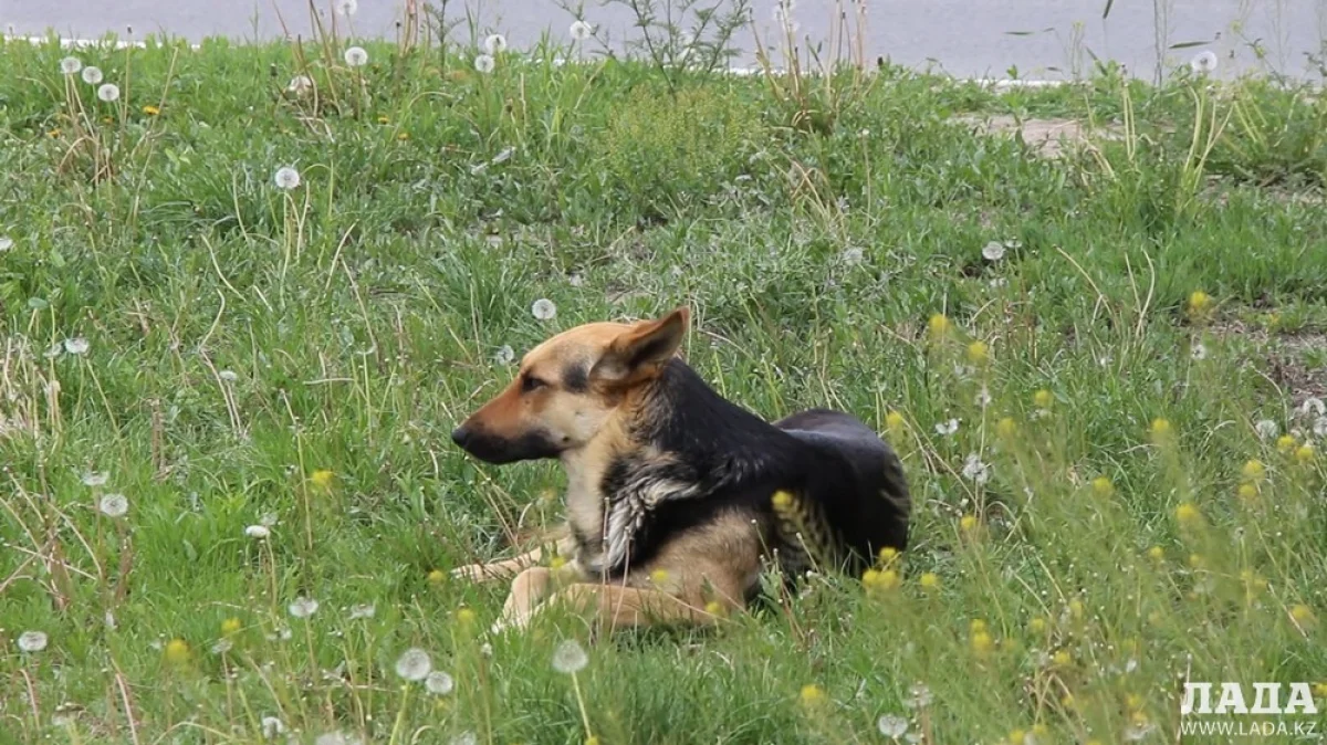 Фото из архива «Лады»