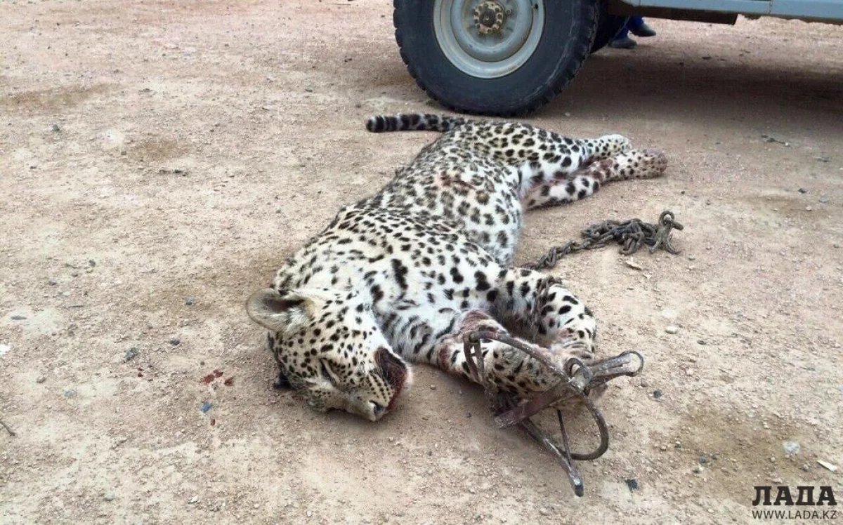Убитый леопард, фото из соцсетей