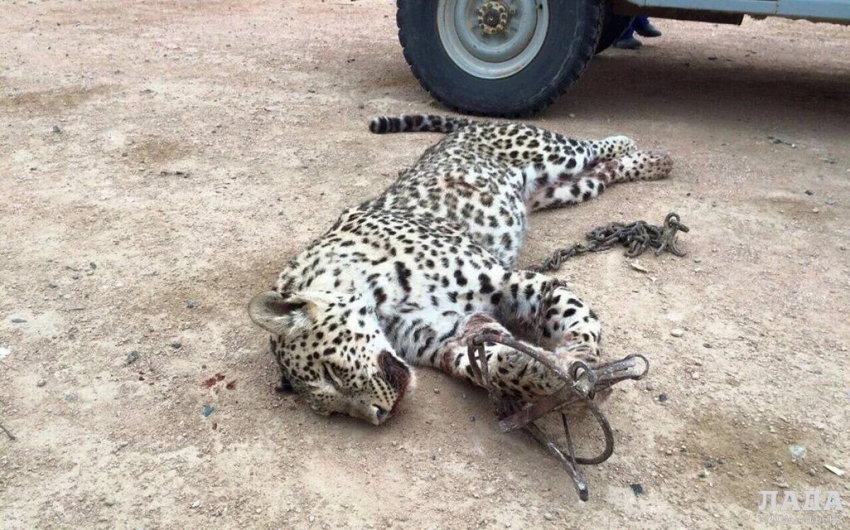 Убитый леопард||news_pic_more|Мангистауская территориальная инспекция лесного хозяйства и животного мира: По предварительным данным леопард был убит в целях самообороны