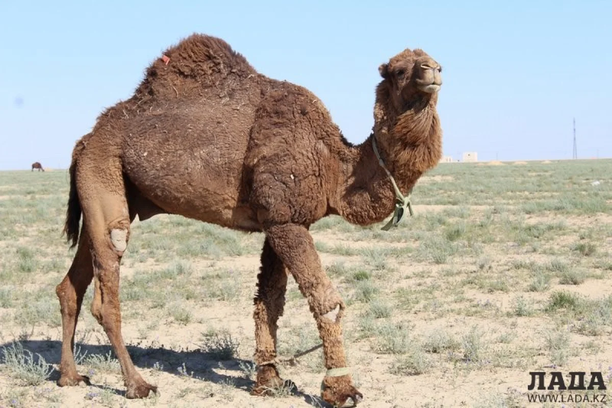 Верблюды в поселке Баянды. Фото автора||news_pic_more|<!--TBegin--><a href="https://img.lada.kz/2015-05/1432296408_img_0880.jpg" onclick="return hs.expand(this)" ><img align="left" src="https://img.lada.kz/2015-05/thumbs/1432296408_img_0880.jpg" alt='Галя Рзаханова: Для развития верблюдоводства необходимо повысить стоимость субсидий' title='Галя Рзаханова: Для развития верблюдоводства необходимо повысить стоимость субсидий'  /></a><!--TEnd--><br /><!--TBegin--><a href="https://img.lada.kz/2015-05/1432296408_img_0881.jpg" onclick="return hs.expand(this)" ><img align="left" src="https://img.lada.kz/2015-05/thumbs/1432296408_img_0881.jpg" alt='Галя Рзаханова: Для развития верблюдоводства необходимо повысить стоимость субсидий' title='Галя Рзаханова: Для развития верблюдоводства необходимо повысить стоимость субсидий'  /></a><!--TEnd--><br /><!--TBegin--><a href="https://img.lada.kz/2015-05/1432296395_img_0894.jpg" onclick="return hs.expand(this)" ><img align="left" src="https://img.lada.kz/2015-05/thumbs/1432296395_img_0894.jpg" alt='Галя Рзаханова: Для развития верблюдоводства необходимо повысить стоимость субсидий' title='Галя Рзаханова: Для развития верблюдоводства необходимо повысить стоимость субсидий'  /></a><!--TEnd-->
