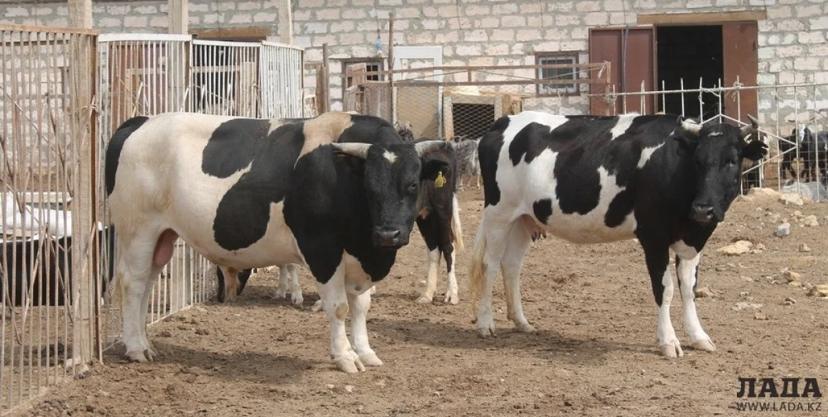 В крестьянском хозяйстве «Жазира»||news_pic_more|<!--TBegin--><a href="https://img.lada.kz/2015-05/1432726033_img_3412.jpg" onclick="return hs.expand(this)" ><img align="left" src="https://img.lada.kz/2015-05/thumbs/1432726033_img_3412.jpg" alt='Улмекен Танабаева: На поддержку фермеров Мангистауской области выделено 206 миллионов тенге' title='Улмекен Танабаева: На поддержку фермеров Мангистауской области выделено 206 миллионов тенге'  /></a><!--TEnd--><br /><!--TBegin--><a href="https://img.lada.kz/2015-05/1432726094_img_3419.jpg" onclick="return hs.expand(this)" ><img align="left" src="https://img.lada.kz/2015-05/thumbs/1432726094_img_3419.jpg" alt='Улмекен Танабаева: На поддержку фермеров Мангистауской области выделено 206 миллионов тенге' title='Улмекен Танабаева: На поддержку фермеров Мангистауской области выделено 206 миллионов тенге'  /></a><!--TEnd--><br /><!--TBegin--><a href="https://img.lada.kz/2015-05/1432726063_img_3430.jpg" onclick="return hs.expand(this)" ><img align="left" src="https://img.lada.kz/2015-05/thumbs/1432726063_img_3430.jpg" alt='Улмекен Танабаева: На поддержку фермеров Мангистауской области выделено 206 миллионов тенге' title='Улмекен Танабаева: На поддержку фермеров Мангистауской области выделено 206 миллионов тенге'  /></a><!--TEnd--><br /><!--TBegin--><a href="https://img.lada.kz/2015-05/1432726125_img_3498.jpg" onclick="return hs.expand(this)" ><img align="left" src="https://img.lada.kz/2015-05/thumbs/1432726125_img_3498.jpg" alt='Улмекен Танабаева: На поддержку фермеров Мангистауской области выделено 206 миллионов тенге' title='Улмекен Танабаева: На поддержку фермеров Мангистауской области выделено 206 миллионов тенге'  /></a><!--TEnd--><br /><!--TBegin--><a href="https://img.lada.kz/2015-05/1432726082_img_3501.jpg" onclick="return hs.expand(this)" ><img align="left" src="https://img.lada.kz/2015-05/thumbs/1432726082_img_3501.jpg" alt='Улмекен Танабаева: На поддержку фермеров Мангистауской области выделено 206 миллионов тенге' title='Улмекен Танабаева: На поддержку фермеров Мангистауской области выделено 206 миллионов тенге'  /></a><!--TEnd--><br /><!--TBegin--><a href="https://img.lada.kz/2015-05/1432726222_alimzhan-sagimbaev.jpg" onclick="return hs.expand(this)" ><img align="left" src="https://img.lada.kz/2015-05/thumbs/1432726222_alimzhan-sagimbaev.jpg" alt='Улмекен Танабаева: На поддержку фермеров Мангистауской области выделено 206 миллионов тенге' title='Улмекен Танабаева: На поддержку фермеров Мангистауской области выделено 206 миллионов тенге'  /></a><!--TEnd-->