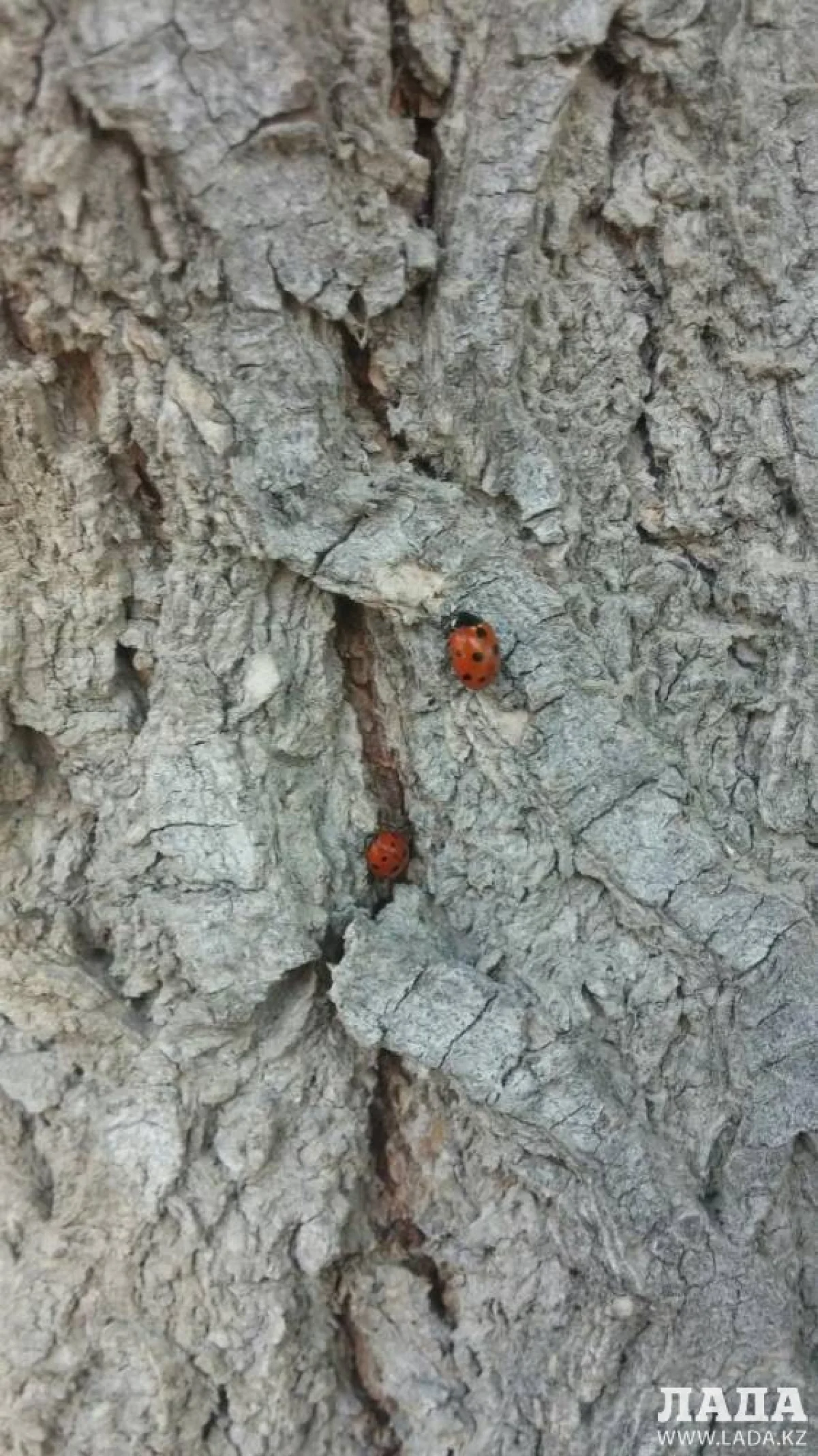 фото пользователя сайта &quot;Лада&quot;