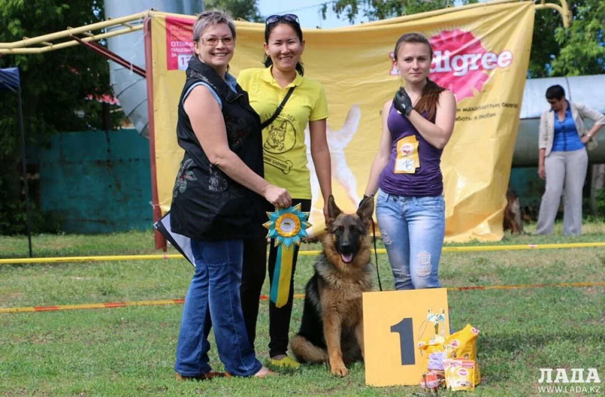 Победитель монопородной выставки немецких овчарок в классе щенков Майн Штерн Терри. Фото предоставлено участниками выставки
