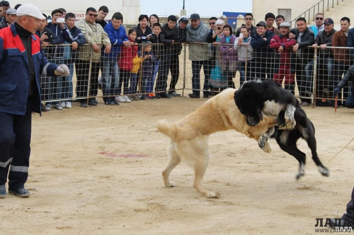 Фото пользователя, по его информации собачьи бои состоялись в поселке Бейнеу 25 апреля 2015 года.||news_pic_more|<!--TBegin--><a href="https://img.lada.kz/2015-06/1434179824_1430200784_11174388_362659163928763_8044363411391548206_o.jpg" onclick="return hs.expand(this)" ><img align="left" src="https://img.lada.kz/2015-06/thumbs/1434179824_1430200784_11174388_362659163928763_8044363411391548206_o.jpg" alt='Алия Шермагамбетова: В Актау с 2014 года в полицию не поступало ни одного заявления о жестоком обращении с животными' title='Алия Шермагамбетова: В Актау с 2014 года в полицию не поступало ни одного заявления о жестоком обращении с животными'  /></a><!--TEnd--><br /><!--TBegin--><a href="https://img.lada.kz/2015-06/1434179819_1430200789_11174425_362659153928764_8667580467527406337_o.jpg" onclick="return hs.expand(this)" ><img align="left" src="https://img.lada.kz/2015-06/thumbs/1434179819_1430200789_11174425_362659153928764_8667580467527406337_o.jpg" alt='Алия Шермагамбетова: В Актау с 2014 года в полицию не поступало ни одного заявления о жестоком обращении с животными' title='Алия Шермагамбетова: В Актау с 2014 года в полицию не поступало ни одного заявления о жестоком обращении с животными'  /></a><!--TEnd-->