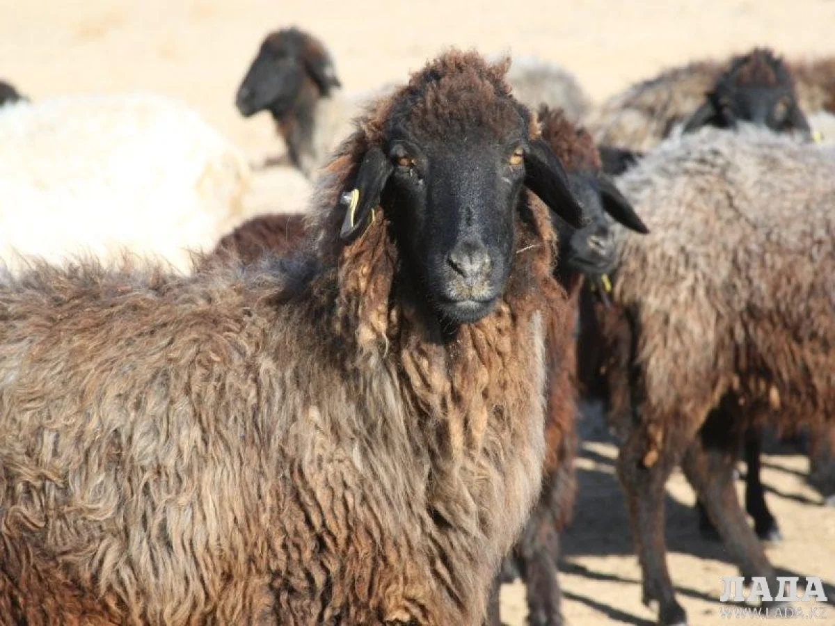 фото из архива Лады