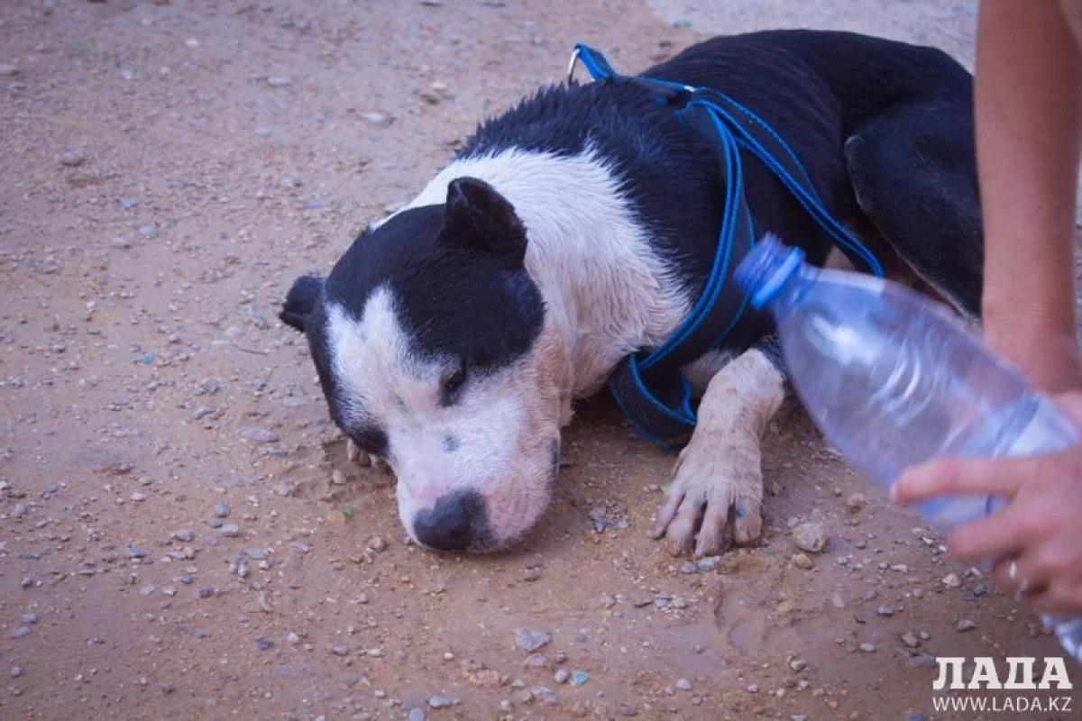 Фото из архива «Лады»||news_pic_more|<!--TBegin--><a href="https://img.lada.kz/2015-06/1435219335_1434974161.jpg" onclick="return hs.expand(this)" ><img align="left" src="https://img.lada.kz/2015-06/thumbs/1435219335_1434974161.jpg" alt='В Актау умер найденный защитниками животных без сознания бойцовский пес' title='В Актау умер найденный защитниками животных без сознания бойцовский пес'  /></a><!--TEnd-->
