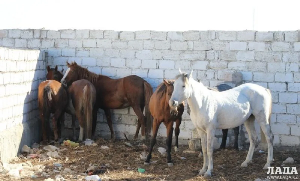 фото из архива "Лады"