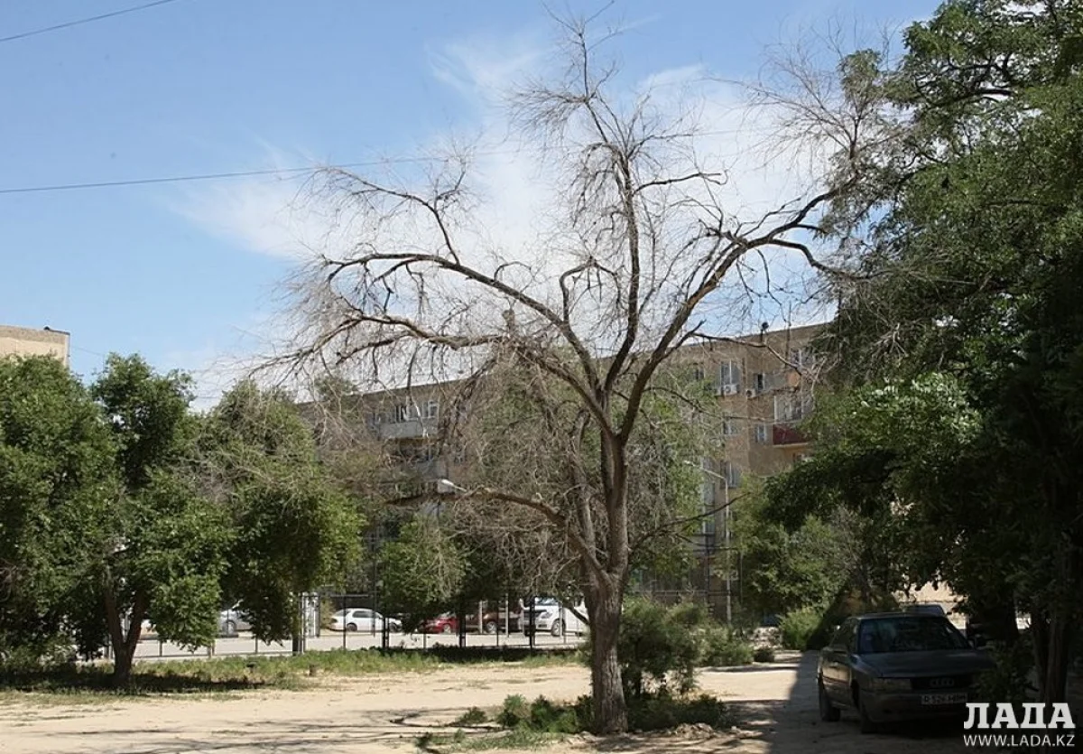 Засыхающее дерево