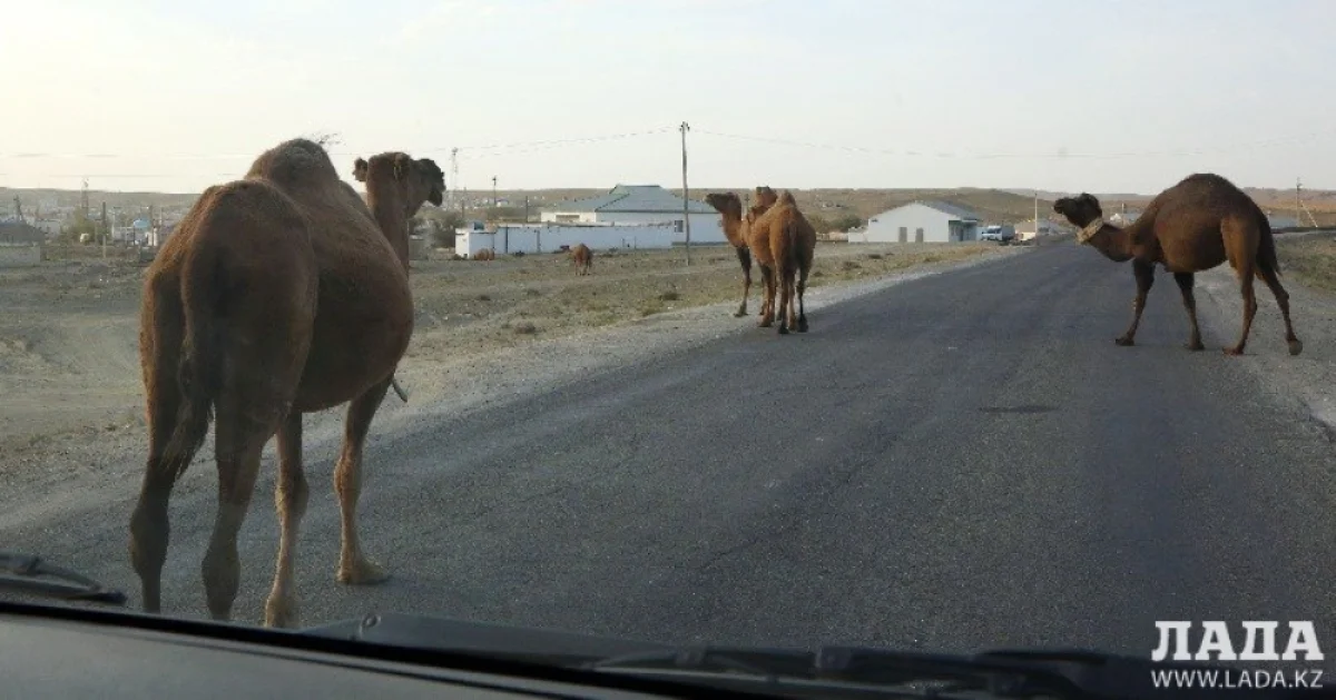 фото из архива &quot;Лады&quot;