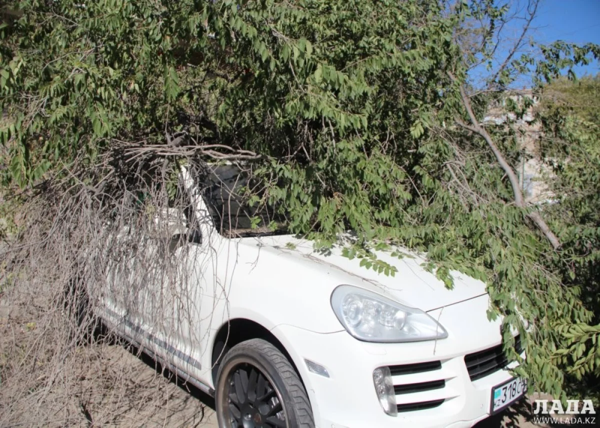 Дерево упало Porsche Cayenne. Фото автора||news_pic_more|<!--TBegin--><a href="https://img.lada.kz/2015-08/1439187777_img_7560.jpg" onclick="return hs.expand(this)" ><img align="left" src="https://img.lada.kz/2015-08/thumbs/1439187777_img_7560.jpg" alt='В Актау на Porsche Cayenne упало дерево' title='В Актау на Porsche Cayenne упало дерево'  /></a><!--TEnd--><br /><!--TBegin--><a href="https://img.lada.kz/2015-08/1439187852_img_7559.jpg" onclick="return hs.expand(this)" ><img align="left" src="https://img.lada.kz/2015-08/thumbs/1439187852_img_7559.jpg" alt='В Актау на Porsche Cayenne упало дерево' title='В Актау на Porsche Cayenne упало дерево'  /></a><!--TEnd--><br /><!--TBegin--><a href="https://img.lada.kz/2015-08/1439187881_img_7555.jpg" onclick="return hs.expand(this)" ><img align="left" src="https://img.lada.kz/2015-08/thumbs/1439187881_img_7555.jpg" alt='В Актау на Porsche Cayenne упало дерево' title='В Актау на Porsche Cayenne упало дерево'  /></a><!--TEnd--><br /><!--TBegin--><a href="https://img.lada.kz/2015-08/1439187834_img_7554.jpg" onclick="return hs.expand(this)" ><img align="left" src="https://img.lada.kz/2015-08/thumbs/1439187834_img_7554.jpg" alt='В Актау на Porsche Cayenne упало дерево' title='В Актау на Porsche Cayenne упало дерево'  /></a><!--TEnd--><br /><!--TBegin--><a href="https://img.lada.kz/2015-08/1439187809_img_7553.jpg" onclick="return hs.expand(this)" ><img align="left" src="https://img.lada.kz/2015-08/thumbs/1439187809_img_7553.jpg" alt='В Актау на Porsche Cayenne упало дерево' title='В Актау на Porsche Cayenne упало дерево'  /></a><!--TEnd--><br /><!--TBegin--><a href="https://img.lada.kz/2015-08/1439187849_img_7552.jpg" onclick="return hs.expand(this)" ><img align="left" src="https://img.lada.kz/2015-08/thumbs/1439187849_img_7552.jpg" alt='В Актау на Porsche Cayenne упало дерево' title='В Актау на Porsche Cayenne упало дерево'  /></a><!--TEnd--><br /><!--TBegin--><a href="https://img.lada.kz/2015-08/1439187841_img_7544.jpg" onclick="return hs.expand(this)" ><img align="left" src="https://img.lada.kz/2015-08/thumbs/1439187841_img_7544.jpg" alt='В Актау на Porsche Cayenne упало дерево' title='В Актау на Porsche Cayenne упало дерево'  /></a><!--TEnd--><br /><!--TBegin--><a href="https://img.lada.kz/2015-08/1439187910_img_7542.jpg" onclick="return hs.expand(this)" ><img align="left" src="https://img.lada.kz/2015-08/thumbs/1439187910_img_7542.jpg" alt='В Актау на Porsche Cayenne упало дерево' title='В Актау на Porsche Cayenne упало дерево'  /></a><!--TEnd--><br /><!--TBegin--><a href="https://img.lada.kz/2015-08/1439187867_img_7543.jpg" onclick="return hs.expand(this)" ><img align="left" src="https://img.lada.kz/2015-08/thumbs/1439187867_img_7543.jpg" alt='В Актау на Porsche Cayenne упало дерево' title='В Актау на Porsche Cayenne упало дерево'  /></a><!--TEnd-->