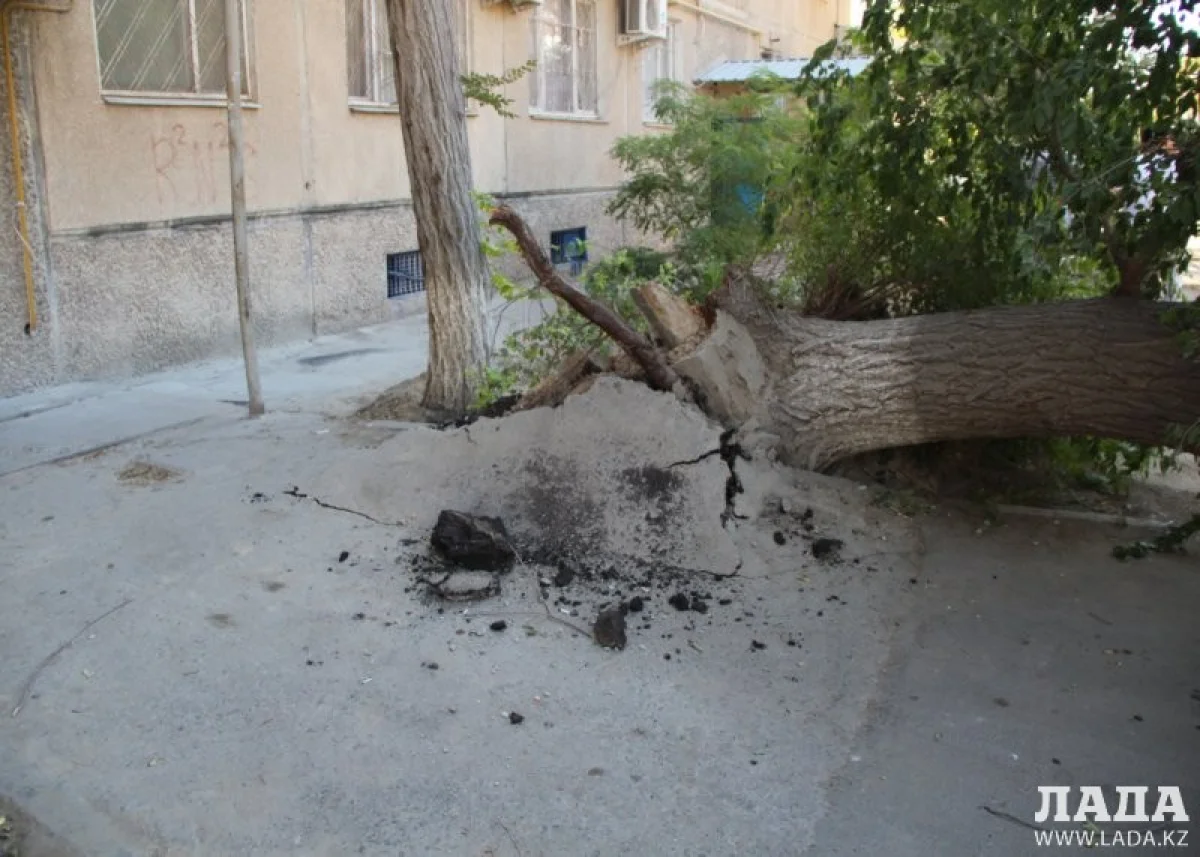 Карагач убрали с проезжей части