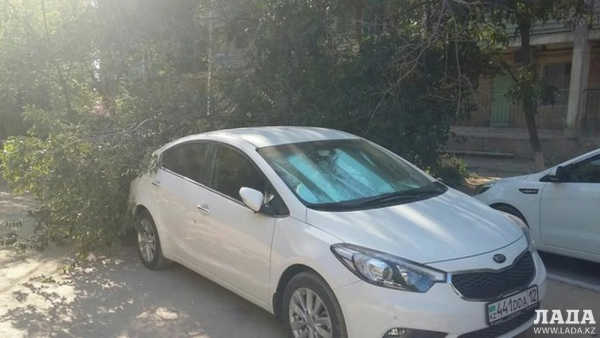 В Актау во дворе жилого дома упало дерево