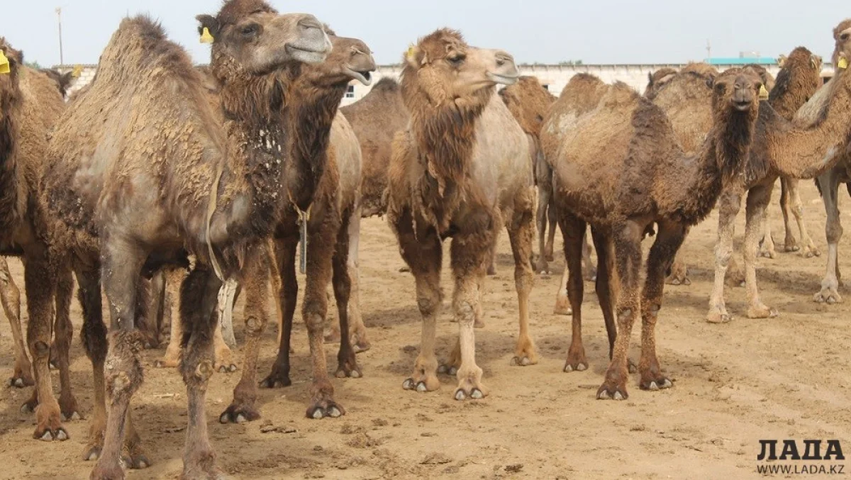 Фото из архива «Лады»