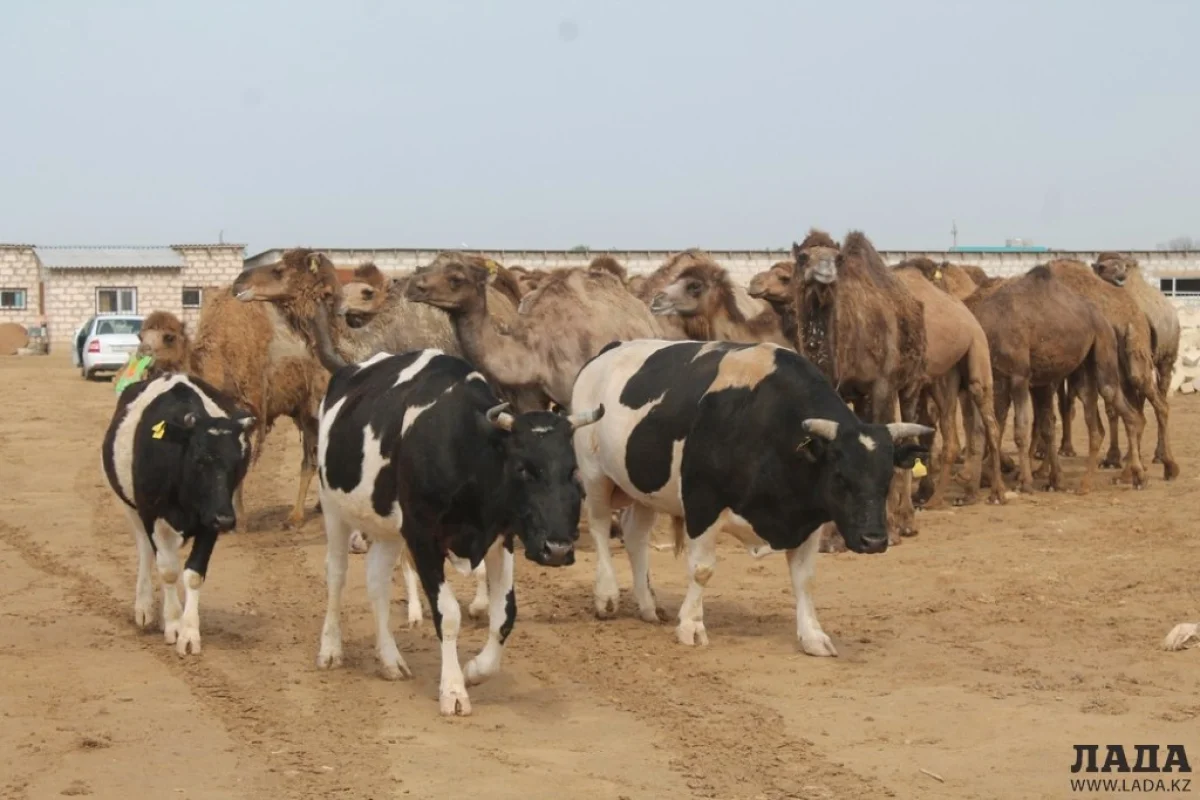 Фото из архива «Лады»