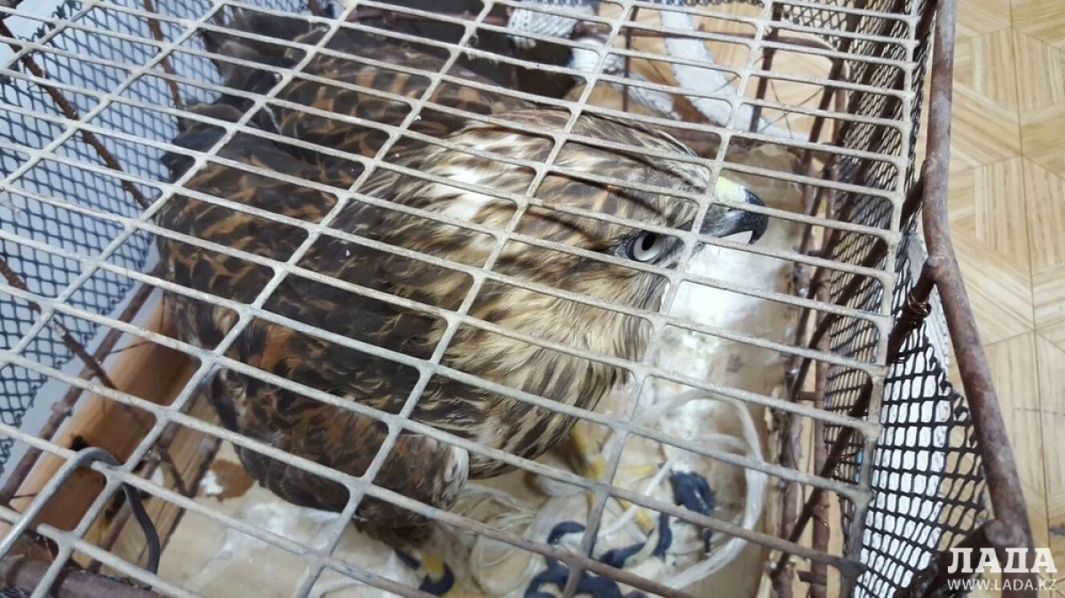 Фото предоставлено пресс-службой ДВД Мангистауской области