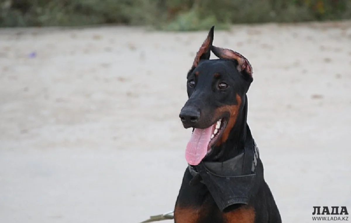 Дрессировка собак в Актау