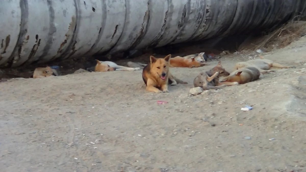 Фото из архива «Лады»