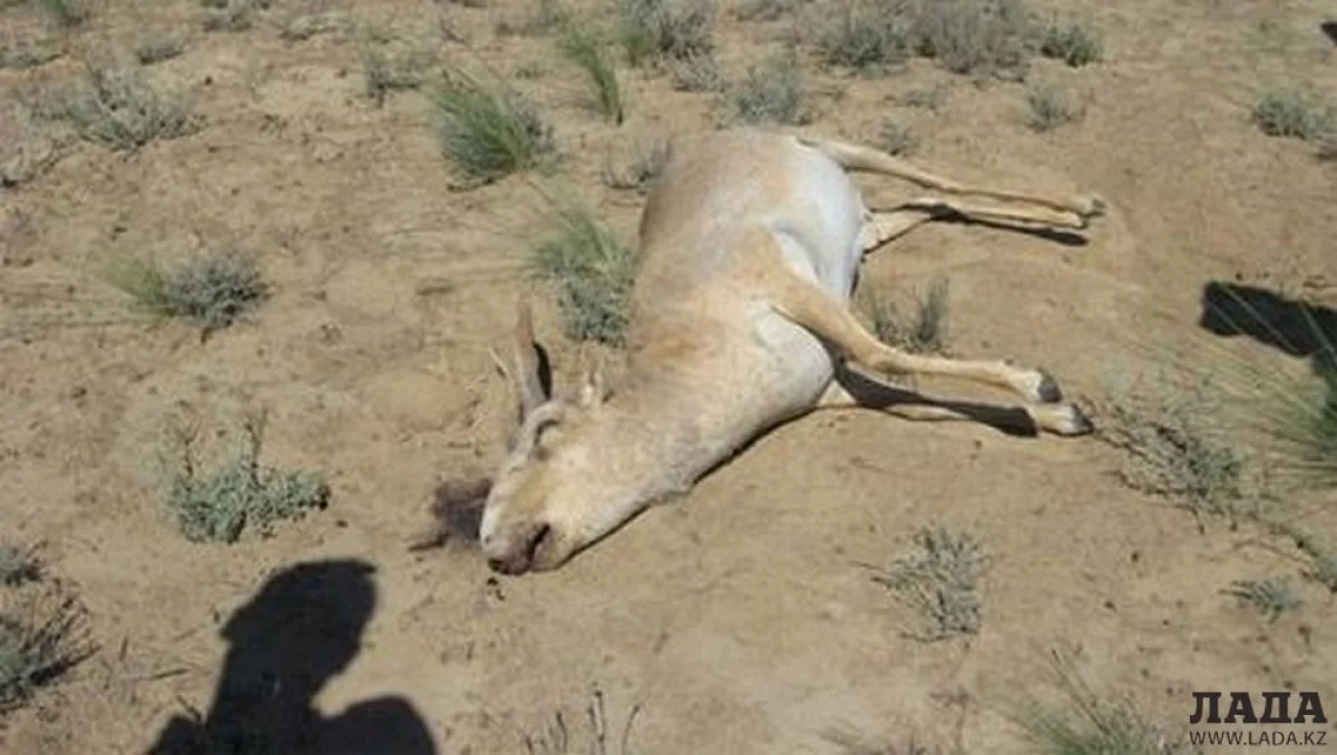 Фото с сайта news.ivest.kz