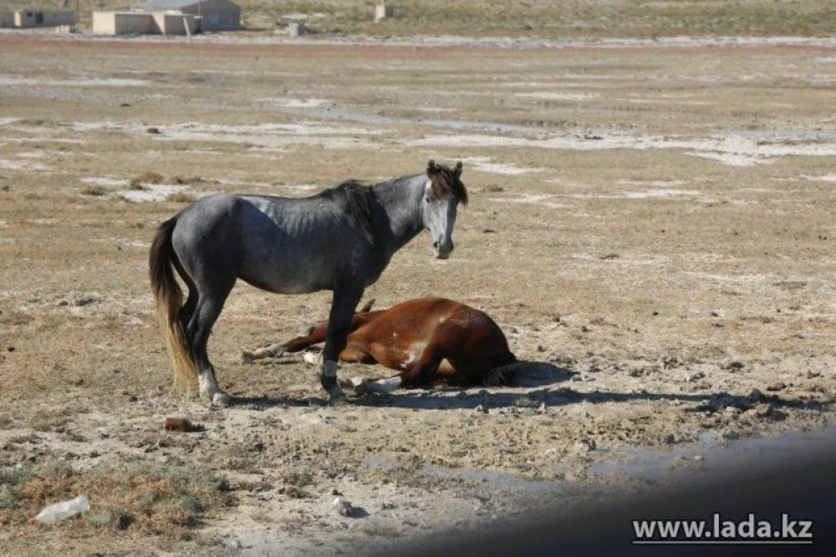 фото из архива «Лады»