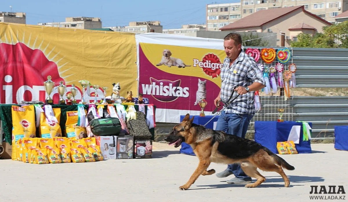 Выставка собак в Актау||news_pic_more|<!--TBegin--><a href="https://img.lada.kz/2015-09/1443436914_img_6959.jpg" onclick="return hs.expand(this)" ><img align="left" src="https://img.lada.kz/2015-09/thumbs/1443436914_img_6959.jpg" alt='Выставка собак прошла в Актау' title='Выставка собак прошла в Актау'  /></a><!--TEnd--><br /><!--TBegin--><a href="https://img.lada.kz/2015-09/1443436855_img_6960.jpg" onclick="return hs.expand(this)" ><img align="left" src="https://img.lada.kz/2015-09/thumbs/1443436855_img_6960.jpg" alt='Выставка собак прошла в Актау' title='Выставка собак прошла в Актау'  /></a><!--TEnd--><br /><!--TBegin--><a href="https://img.lada.kz/2015-09/1443436878_img_6962.jpg" onclick="return hs.expand(this)" ><img align="left" src="https://img.lada.kz/2015-09/thumbs/1443436878_img_6962.jpg" alt='Выставка собак прошла в Актау' title='Выставка собак прошла в Актау'  /></a><!--TEnd--><br /><!--TBegin--><a href="https://img.lada.kz/2015-09/1443436892_img_6973.jpg" onclick="return hs.expand(this)" ><img align="left" src="https://img.lada.kz/2015-09/thumbs/1443436892_img_6973.jpg" alt='Выставка собак прошла в Актау' title='Выставка собак прошла в Актау'  /></a><!--TEnd--><br /><!--TBegin--><a href="https://img.lada.kz/2015-09/1443436932_img_6977.jpg" onclick="return hs.expand(this)" ><img align="left" src="https://img.lada.kz/2015-09/thumbs/1443436932_img_6977.jpg" alt='Выставка собак прошла в Актау' title='Выставка собак прошла в Актау'  /></a><!--TEnd--><br /><!--TBegin--><a href="https://img.lada.kz/2015-09/1443436881_img_7001.jpg" onclick="return hs.expand(this)" ><img align="left" src="https://img.lada.kz/2015-09/thumbs/1443436881_img_7001.jpg" alt='Выставка собак прошла в Актау' title='Выставка собак прошла в Актау'  /></a><!--TEnd--><br /><!--TBegin--><a href="https://img.lada.kz/2015-09/1443436918_img_7039.jpg" onclick="return hs.expand(this)" ><img align="left" src="https://img.lada.kz/2015-09/thumbs/1443436918_img_7039.jpg" alt='Выставка собак прошла в Актау' title='Выставка собак прошла в Актау'  /></a><!--TEnd--><br /><!--TBegin--><a href="https://img.lada.kz/2015-09/1443436893_img_7040.jpg" onclick="return hs.expand(this)" ><img align="left" src="https://img.lada.kz/2015-09/thumbs/1443436893_img_7040.jpg" alt='Выставка собак прошла в Актау' title='Выставка собак прошла в Актау'  /></a><!--TEnd--><br /><!--TBegin--><a href="https://img.lada.kz/2015-09/1443436896_img_7048.jpg" onclick="return hs.expand(this)" ><img align="left" src="https://img.lada.kz/2015-09/thumbs/1443436896_img_7048.jpg" alt='Выставка собак прошла в Актау' title='Выставка собак прошла в Актау'  /></a><!--TEnd--><br /><!--TBegin--><a href="https://img.lada.kz/2015-09/1443436909_img_7069.jpg" onclick="return hs.expand(this)" ><img align="left" src="https://img.lada.kz/2015-09/thumbs/1443436909_img_7069.jpg" alt='Выставка собак прошла в Актау' title='Выставка собак прошла в Актау'  /></a><!--TEnd--><br /><!--TBegin--><a href="https://img.lada.kz/2015-09/1443436865_img_7074.jpg" onclick="return hs.expand(this)" ><img align="left" src="https://img.lada.kz/2015-09/thumbs/1443436865_img_7074.jpg" alt='Выставка собак прошла в Актау' title='Выставка собак прошла в Актау'  /></a><!--TEnd--><br /><!--TBegin--><a href="https://img.lada.kz/2015-09/1443436916_img_7079.jpg" onclick="return hs.expand(this)" ><img align="left" src="https://img.lada.kz/2015-09/thumbs/1443436916_img_7079.jpg" alt='Выставка собак прошла в Актау' title='Выставка собак прошла в Актау'  /></a><!--TEnd--><br /><!--TBegin--><a href="https://img.lada.kz/2015-09/1443436949_img_7084.jpg" onclick="return hs.expand(this)" ><img align="left" src="https://img.lada.kz/2015-09/thumbs/1443436949_img_7084.jpg" alt='Выставка собак прошла в Актау' title='Выставка собак прошла в Актау'  /></a><!--TEnd--><br /><!--TBegin--><a href="https://img.lada.kz/2015-09/1443436882_img_7109.jpg" onclick="return hs.expand(this)" ><img align="left" src="https://img.lada.kz/2015-09/thumbs/1443436882_img_7109.jpg" alt='Выставка собак прошла в Актау' title='Выставка собак прошла в Актау'  /></a><!--TEnd--><br /><!--TBegin--><a href="https://img.lada.kz/2015-09/1443436956_img_7113.jpg" onclick="return hs.expand(this)" ><img align="left" src="https://img.lada.kz/2015-09/thumbs/1443436956_img_7113.jpg" alt='Выставка собак прошла в Актау' title='Выставка собак прошла в Актау'  /></a><!--TEnd--><br /><!--TBegin--><a href="https://img.lada.kz/2015-09/1443436901_img_7115.jpg" onclick="return hs.expand(this)" ><img align="left" src="https://img.lada.kz/2015-09/thumbs/1443436901_img_7115.jpg" alt='Выставка собак прошла в Актау' title='Выставка собак прошла в Актау'  /></a><!--TEnd--><br /><!--TBegin--><a href="https://img.lada.kz/2015-09/1443436942_img_7150.jpg" onclick="return hs.expand(this)" ><img align="left" src="https://img.lada.kz/2015-09/thumbs/1443436942_img_7150.jpg" alt='Выставка собак прошла в Актау' title='Выставка собак прошла в Актау'  /></a><!--TEnd--><br /><!--TBegin--><a href="https://img.lada.kz/2015-09/1443436932_img_7160.jpg" onclick="return hs.expand(this)" ><img align="left" src="https://img.lada.kz/2015-09/thumbs/1443436932_img_7160.jpg" alt='Выставка собак прошла в Актау' title='Выставка собак прошла в Актау'  /></a><!--TEnd--><br /><!--TBegin--><a href="https://img.lada.kz/2015-09/1443436914_img_7174.jpg" onclick="return hs.expand(this)" ><img align="left" src="https://img.lada.kz/2015-09/thumbs/1443436914_img_7174.jpg" alt='Выставка собак прошла в Актау' title='Выставка собак прошла в Актау'  /></a><!--TEnd-->