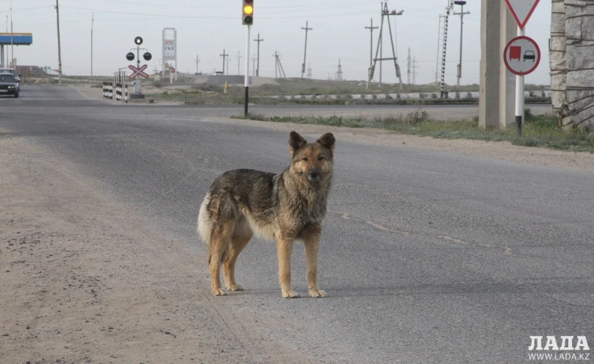 Бродячие собаки в Актау