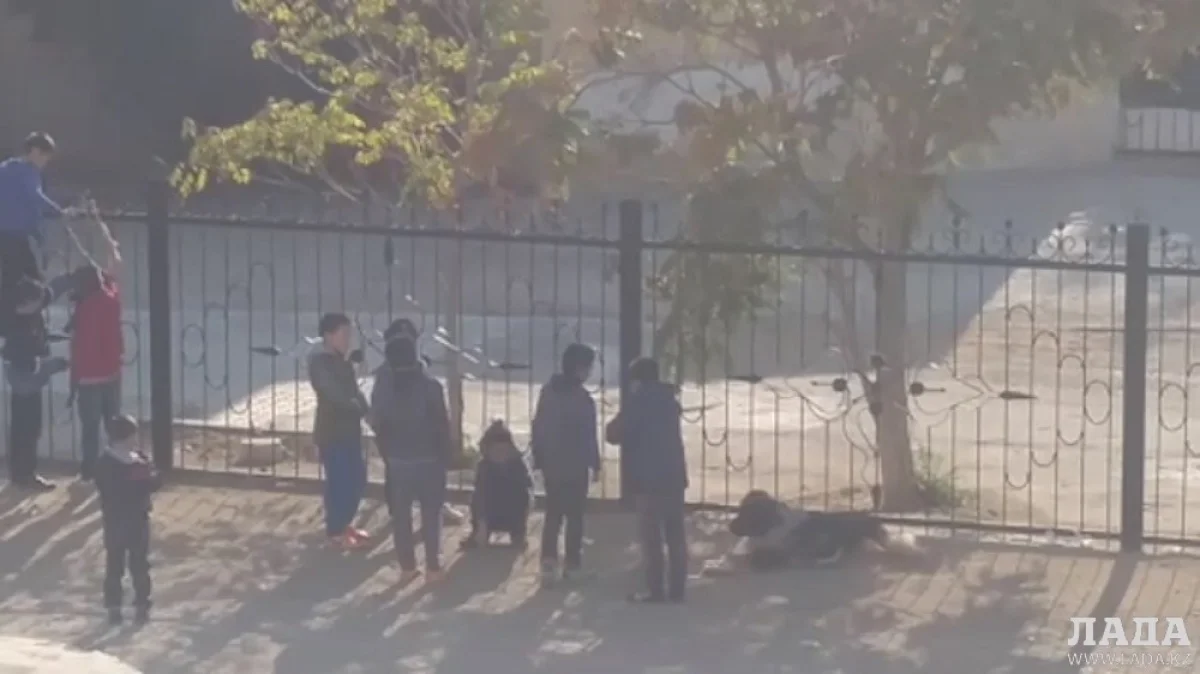 Кадр из видео||news_pic_more|<!--TBegin--><a href="https://img.lada.kz/2015-10/1445179489_img-20151018-wa0024.jpg" onclick="return hs.expand(this)" ><img align="left" src="https://img.lada.kz/2015-10/thumbs/1445179489_img-20151018-wa0024.jpg" alt='Ролик с издевательствами актауских детей над животным появился в сети' title='Ролик с издевательствами актауских детей над животным появился в сети'  /></a><!--TEnd-->