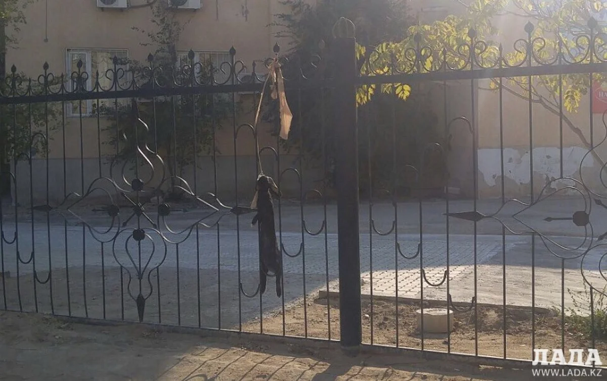 Повешаный на заборе кролик