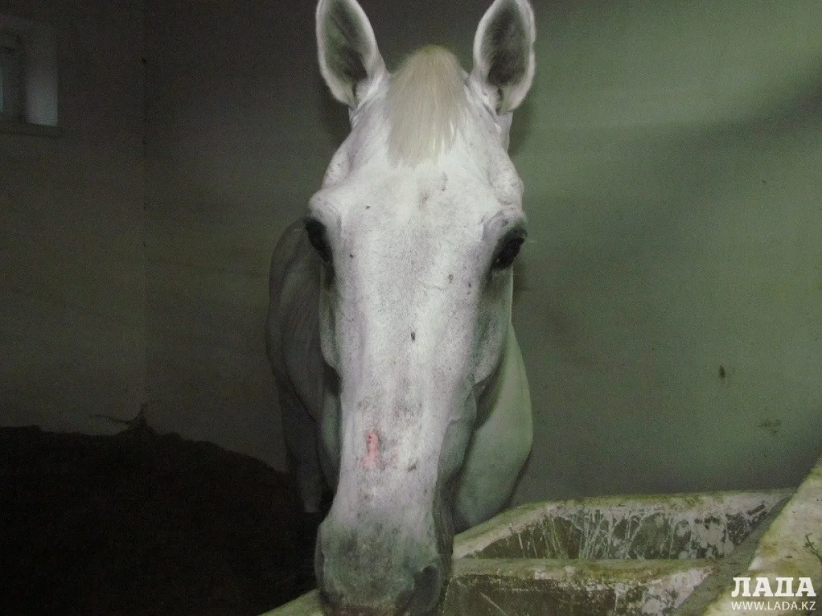 Фото из архива &quot;Лады&quot;