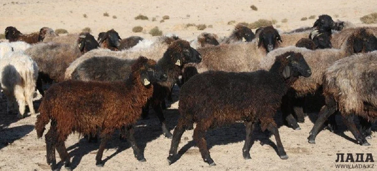 Поголовье скота