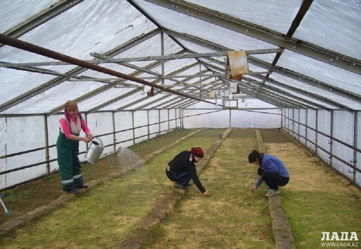 Теплица в Мангистауской области
