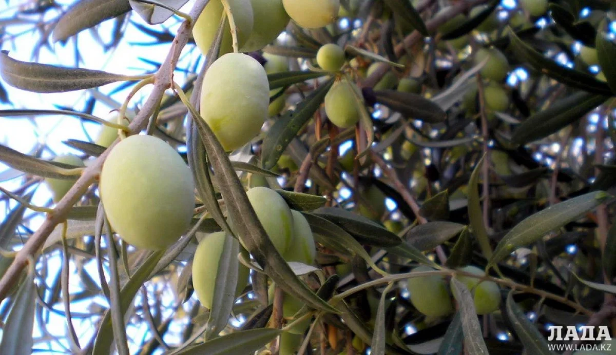 Оливковое дерево