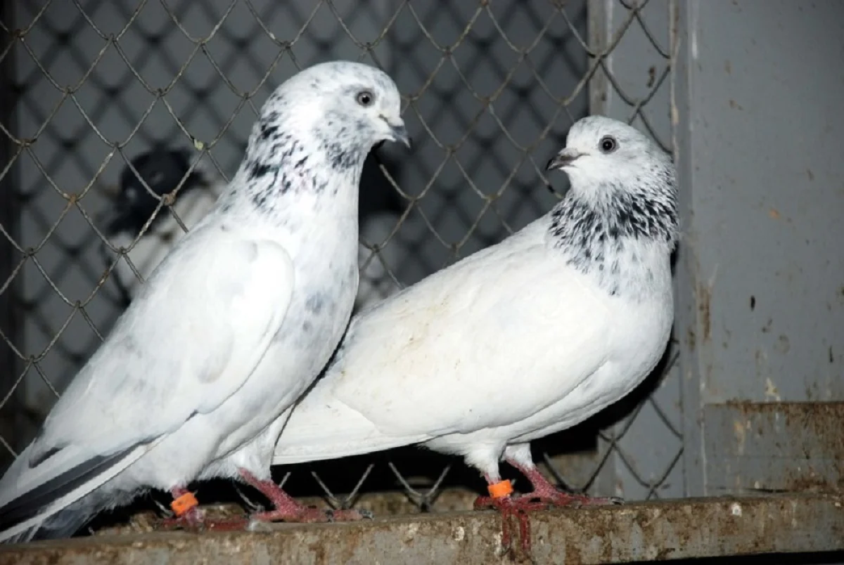 Фото fedgolub.com.ua