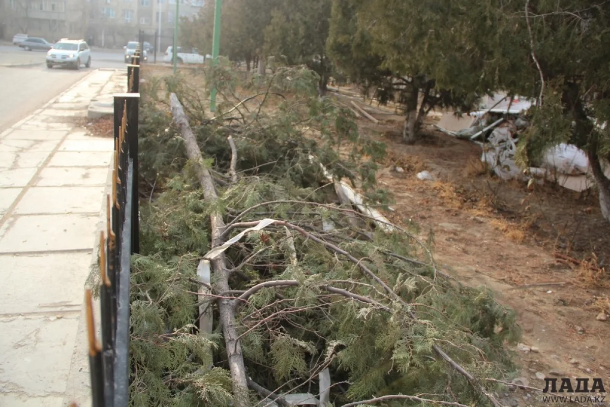 Вырубленные деревья. Фото автора