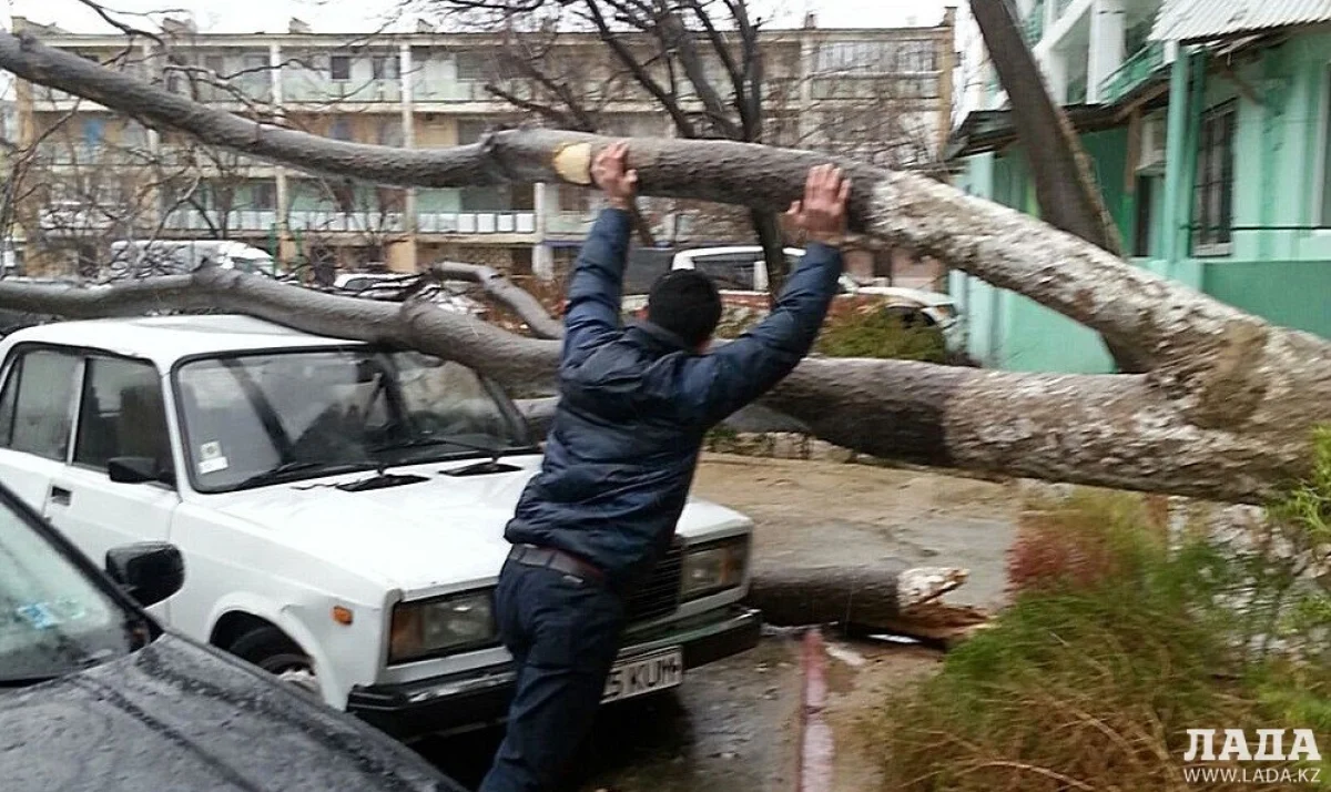 Упавшее дерево во дворе 39 дома 2 микрорайона. Фото очевидцев