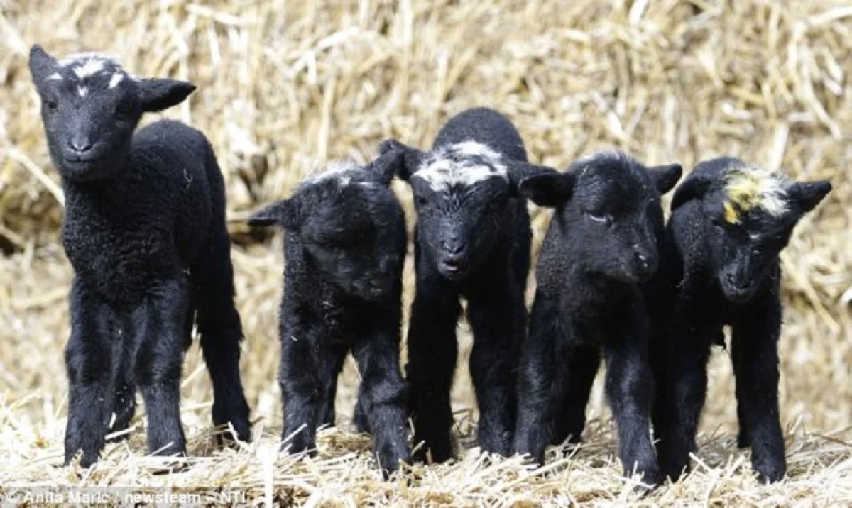 Фото goodnewsanimal.ru