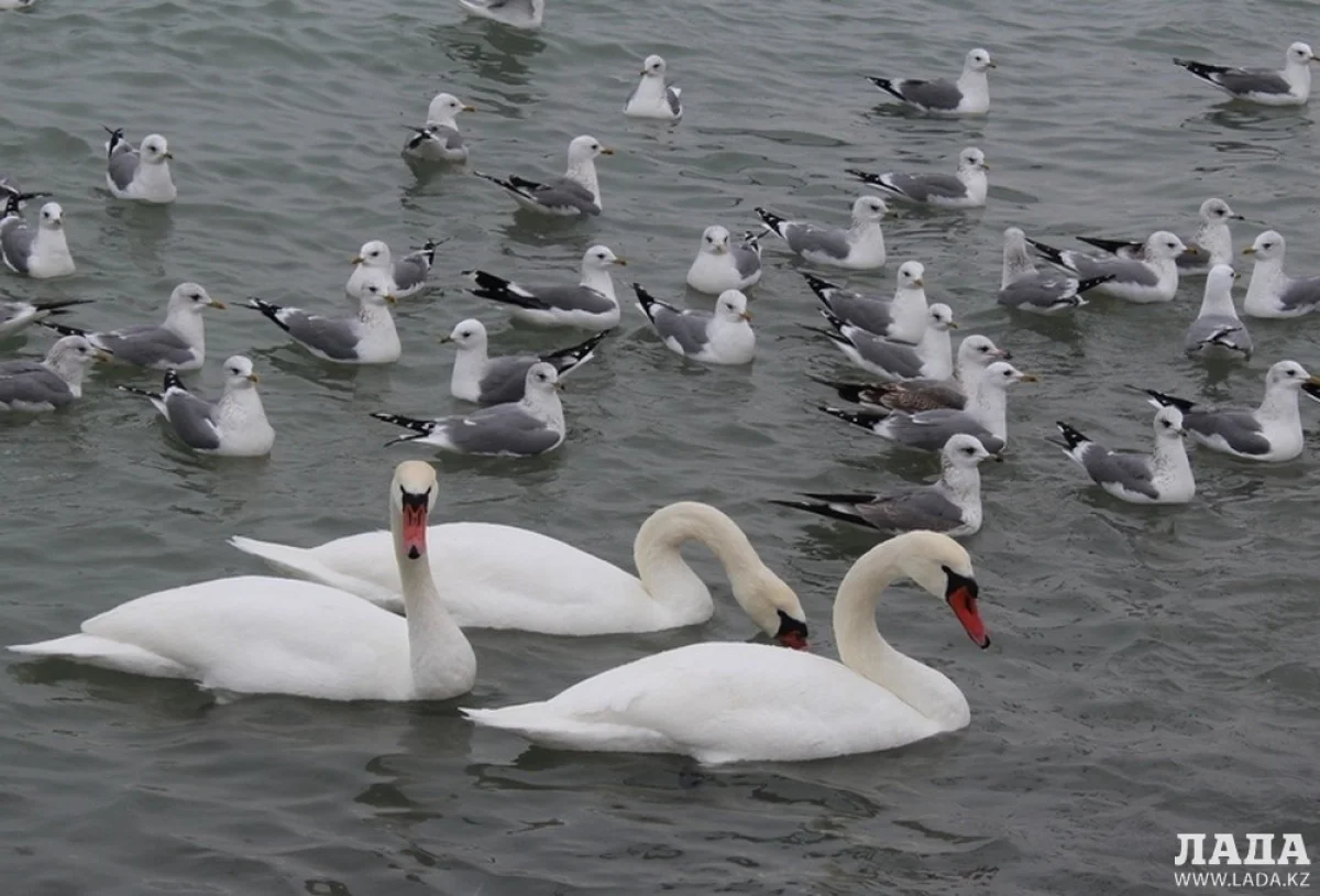 Лебеди не оставили равнодушными жителей Актау||news_pic_more|<!--TBegin--><a href="https://img.lada.kz/2016-01/1452159498_img_9442.jpg" onclick="return hs.expand(this)" ><img align="left" src="https://img.lada.kz/2016-01/thumbs/1452159498_img_9442.jpg" alt='В Актау прилетели лебеди' title='В Актау прилетели лебеди'  /></a><!--TEnd--><br /><!--TBegin--><a href="https://img.lada.kz/2016-01/1452159530_img_9452.jpg" onclick="return hs.expand(this)" ><img align="left" src="https://img.lada.kz/2016-01/thumbs/1452159530_img_9452.jpg" alt='В Актау прилетели лебеди' title='В Актау прилетели лебеди'  /></a><!--TEnd--><br /><!--TBegin--><a href="https://img.lada.kz/2016-01/1452159492_img_9472.jpg" onclick="return hs.expand(this)" ><img align="left" src="https://img.lada.kz/2016-01/thumbs/1452159492_img_9472.jpg" alt='В Актау прилетели лебеди' title='В Актау прилетели лебеди'  /></a><!--TEnd--><br /><!--TBegin--><a href="https://img.lada.kz/2016-01/1452159508_img_9479.jpg" onclick="return hs.expand(this)" ><img align="left" src="https://img.lada.kz/2016-01/thumbs/1452159508_img_9479.jpg" alt='В Актау прилетели лебеди' title='В Актау прилетели лебеди'  /></a><!--TEnd--><br /><!--TBegin--><a href="https://img.lada.kz/2016-01/1452159510_img_9491.jpg" onclick="return hs.expand(this)" ><img align="left" src="https://img.lada.kz/2016-01/thumbs/1452159510_img_9491.jpg" alt='В Актау прилетели лебеди' title='В Актау прилетели лебеди'  /></a><!--TEnd--><br /><!--TBegin--><a href="https://img.lada.kz/2016-01/1452159533_img_9499.jpg" onclick="return hs.expand(this)" ><img align="left" src="https://img.lada.kz/2016-01/thumbs/1452159533_img_9499.jpg" alt='В Актау прилетели лебеди' title='В Актау прилетели лебеди'  /></a><!--TEnd--><br /><!--TBegin--><a href="https://img.lada.kz/2016-01/1452159542_img_9510.jpg" onclick="return hs.expand(this)" ><img align="left" src="https://img.lada.kz/2016-01/thumbs/1452159542_img_9510.jpg" alt='В Актау прилетели лебеди' title='В Актау прилетели лебеди'  /></a><!--TEnd--><br /><!--TBegin--><a href="https://img.lada.kz/2016-01/1452159586_img_9517.jpg" onclick="return hs.expand(this)" ><img align="left" src="https://img.lada.kz/2016-01/thumbs/1452159586_img_9517.jpg" alt='В Актау прилетели лебеди' title='В Актау прилетели лебеди'  /></a><!--TEnd--><br /><!--TBegin--><a href="https://img.lada.kz/2016-01/1452159512_img_9525.jpg" onclick="return hs.expand(this)" ><img align="left" src="https://img.lada.kz/2016-01/thumbs/1452159512_img_9525.jpg" alt='В Актау прилетели лебеди' title='В Актау прилетели лебеди'  /></a><!--TEnd--><br /><!--TBegin--><a href="https://img.lada.kz/2016-01/1452159519_img_9535.jpg" onclick="return hs.expand(this)" ><img align="left" src="https://img.lada.kz/2016-01/thumbs/1452159519_img_9535.jpg" alt='В Актау прилетели лебеди' title='В Актау прилетели лебеди'  /></a><!--TEnd--><br /><!--TBegin--><a href="https://img.lada.kz/2016-01/1452159518_img_9553.jpg" onclick="return hs.expand(this)" ><img align="left" src="https://img.lada.kz/2016-01/thumbs/1452159518_img_9553.jpg" alt='В Актау прилетели лебеди' title='В Актау прилетели лебеди'  /></a><!--TEnd--><br /><!--TBegin--><a href="https://img.lada.kz/2016-01/1452159602_img_9563.jpg" onclick="return hs.expand(this)" ><img align="left" src="https://img.lada.kz/2016-01/thumbs/1452159602_img_9563.jpg" alt='В Актау прилетели лебеди' title='В Актау прилетели лебеди'  /></a><!--TEnd--><br /><!--TBegin--><a href="https://img.lada.kz/2016-01/1452159537_img_9572.jpg" onclick="return hs.expand(this)" ><img align="left" src="https://img.lada.kz/2016-01/thumbs/1452159537_img_9572.jpg" alt='В Актау прилетели лебеди' title='В Актау прилетели лебеди'  /></a><!--TEnd--><br /><!--TBegin--><a href="https://img.lada.kz/2016-01/1452159582_img_9577.jpg" onclick="return hs.expand(this)" ><img align="left" src="https://img.lada.kz/2016-01/thumbs/1452159582_img_9577.jpg" alt='В Актау прилетели лебеди' title='В Актау прилетели лебеди'  /></a><!--TEnd-->