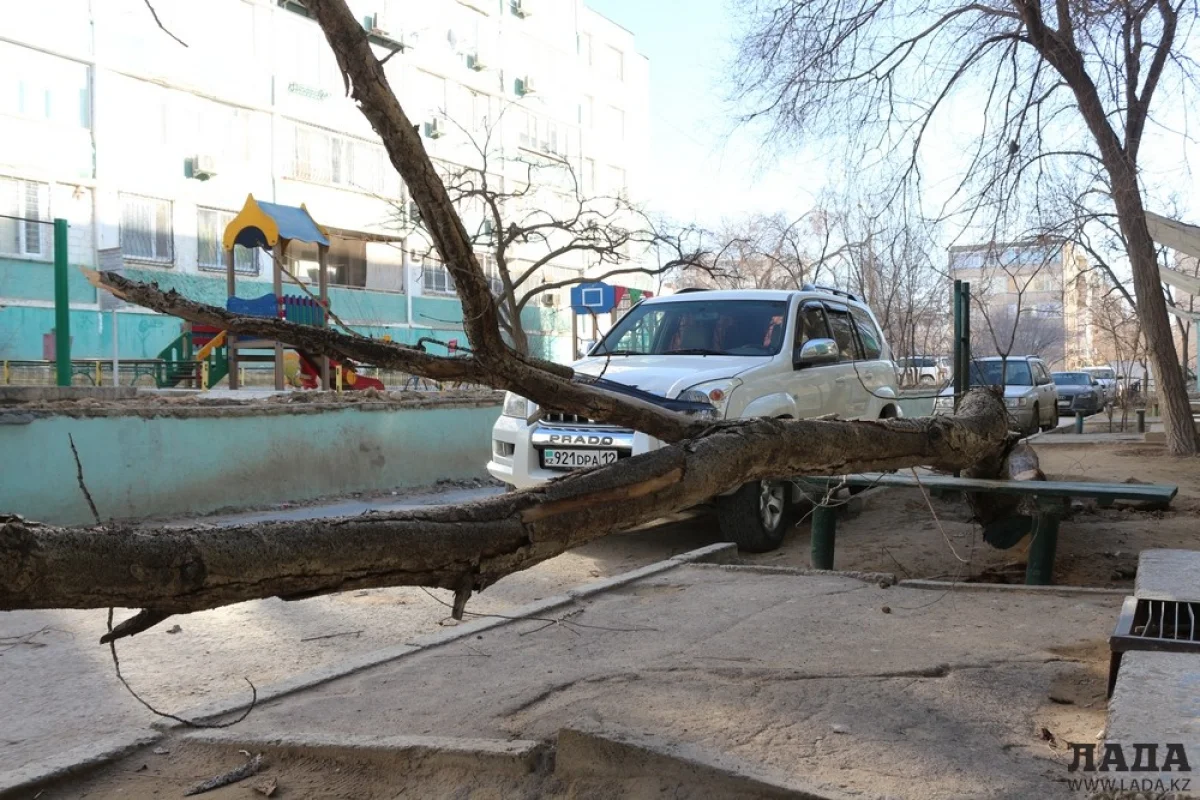 фото Рашида исмагилова||news_pic_more|<!--TBegin--><a href="https://img.lada.kz/2016-01/1453102914_img_9601.jpg" onclick="return hs.expand(this)" ><img align="left" src="https://img.lada.kz/2016-01/thumbs/1453102914_img_9601.jpg" alt='В Актау упавшее дерево повредило машину' title='В Актау упавшее дерево повредило машину'  /></a><!--TEnd--><br /><!--TBegin--><a href="https://img.lada.kz/2016-01/1453102937_img_9598.jpg" onclick="return hs.expand(this)" ><img align="left" src="https://img.lada.kz/2016-01/thumbs/1453102937_img_9598.jpg" alt='В Актау упавшее дерево повредило машину' title='В Актау упавшее дерево повредило машину'  /></a><!--TEnd--><br /><!--TBegin--><a href="https://img.lada.kz/2016-01/1453102892_img_9591.jpg" onclick="return hs.expand(this)" ><img align="left" src="https://img.lada.kz/2016-01/thumbs/1453102892_img_9591.jpg" alt='В Актау упавшее дерево повредило машину' title='В Актау упавшее дерево повредило машину'  /></a><!--TEnd--><br /><!--TBegin--><a href="https://img.lada.kz/2016-01/1453102946_img_9588.jpg" onclick="return hs.expand(this)" ><img align="left" src="https://img.lada.kz/2016-01/thumbs/1453102946_img_9588.jpg" alt='В Актау упавшее дерево повредило машину' title='В Актау упавшее дерево повредило машину'  /></a><!--TEnd--><br /><!--TBegin--><a href="https://img.lada.kz/2016-01/1453102900_img_9586.jpg" onclick="return hs.expand(this)" ><img align="left" src="https://img.lada.kz/2016-01/thumbs/1453102900_img_9586.jpg" alt='В Актау упавшее дерево повредило машину' title='В Актау упавшее дерево повредило машину'  /></a><!--TEnd-->