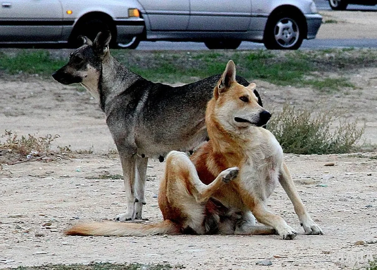 Бродячие собаки на улицах города. Фото из архива "Лады"