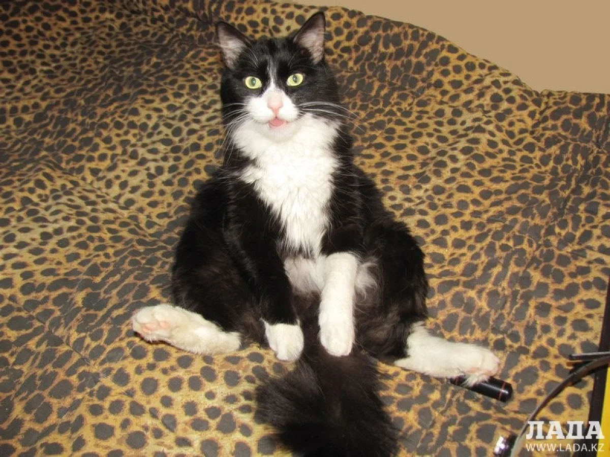 Флинт. фото из личного архива Ольги Ярославской||news_pic_more|<!--TBegin--><a href="https://img.lada.kz/2016-02/1456744293_banzay-ochen-lyubil-sidet-na-elke-i-sbrasyvat-s-nee-ugrushki-s-teh-por-loginovy-ne-stavyat-elku-chto-by-kot-ee-ne-drakonil-kot-aleny-loginovoy.jpg" onclick="return hs.expand(this)" ><img align="left" src="https://img.lada.kz/2016-02/thumbs/1456744293_banzay-ochen-lyubil-sidet-na-elke-i-sbrasyvat-s-nee-ugrushki-s-teh-por-loginovy-ne-stavyat-elku-chto-by-kot-ee-ne-drakonil-kot-aleny-loginovoy.jpg" alt='В Актау 1 марта отмечают День кошек' title='В Актау 1 марта отмечают День кошек'  /></a><!--TEnd--><br /><!--TBegin--><a href="https://img.lada.kz/2016-02/1456744304_stambulskie-koty.jpg" onclick="return hs.expand(this)" ><img align="left" src="https://img.lada.kz/2016-02/thumbs/1456744304_stambulskie-koty.jpg" alt='В Актау 1 марта отмечают День кошек' title='В Актау 1 марта отмечают День кошек'  /></a><!--TEnd--><br /><!--TBegin--><a href="https://img.lada.kz/2016-02/1456744314_holodno-sestrichki-norka-i-belka.jpg" onclick="return hs.expand(this)" ><img align="left" src="https://img.lada.kz/2016-02/thumbs/1456744314_holodno-sestrichki-norka-i-belka.jpg" alt='В Актау 1 марта отмечают День кошек' title='В Актау 1 марта отмечают День кошек'  /></a><!--TEnd--><br /><!--TBegin--><a href="https://img.lada.kz/2016-02/1456744331_na-sultanahmete-turciya-dscn6228.jpg" onclick="return hs.expand(this)" ><img align="left" src="https://img.lada.kz/2016-02/thumbs/1456744331_na-sultanahmete-turciya-dscn6228.jpg" alt='В Актау 1 марта отмечают День кошек' title='В Актау 1 марта отмечают День кошек'  /></a><!--TEnd--><br /><!--TBegin--><a href="https://img.lada.kz/2016-02/1456744345_zinka-vstrechaet-posetiteley-redakcii.jpg" onclick="return hs.expand(this)" ><img align="left" src="https://img.lada.kz/2016-02/thumbs/1456744345_zinka-vstrechaet-posetiteley-redakcii.jpg" alt='В Актау 1 марта отмечают День кошек' title='В Актау 1 марта отмечают День кошек'  /></a><!--TEnd--><br /><!--TBegin--><a href="https://img.lada.kz/2016-02/1456744348_4x4x7405.jpg" onclick="return hs.expand(this)" ><img align="left" src="https://img.lada.kz/2016-02/thumbs/1456744348_4x4x7405.jpg" alt='В Актау 1 марта отмечают День кошек' title='В Актау 1 марта отмечают День кошек'  /></a><!--TEnd--><br /><!--TBegin--><a href="https://img.lada.kz/2016-02/1456744351_malenkiy-flint-rodilsya-8-aprelya-2011-goda.jpg" onclick="return hs.expand(this)" ><img align="left" src="https://img.lada.kz/2016-02/thumbs/1456744351_malenkiy-flint-rodilsya-8-aprelya-2011-goda.jpg" alt='В Актау 1 марта отмечают День кошек' title='В Актау 1 марта отмечают День кошек'  /></a><!--TEnd--><br /><!--TBegin--><a href="https://img.lada.kz/2016-02/1456744392_4x4x9081.jpg" onclick="return hs.expand(this)" ><img align="left" src="https://img.lada.kz/2016-02/thumbs/1456744392_4x4x9081.jpg" alt='В Актау 1 марта отмечают День кошек' title='В Актау 1 марта отмечают День кошек'  /></a><!--TEnd--><br /><!--TBegin--><a href="https://img.lada.kz/2016-02/1456744402_4x4x4881.jpg" onclick="return hs.expand(this)" ><img align="left" src="https://img.lada.kz/2016-02/thumbs/1456744402_4x4x4881.jpg" alt='В Актау 1 марта отмечают День кошек' title='В Актау 1 марта отмечают День кошек'  /></a><!--TEnd--><br /><!--TBegin--><a href="https://img.lada.kz/2016-02/1456744414_4x4x9078.jpg" onclick="return hs.expand(this)" ><img align="left" src="https://img.lada.kz/2016-02/thumbs/1456744414_4x4x9078.jpg" alt='В Актау 1 марта отмечают День кошек' title='В Актау 1 марта отмечают День кошек'  /></a><!--TEnd--><br /><!--TBegin--><a href="https://img.lada.kz/2016-02/1456744419_4x4x1616-kopiya.jpg" onclick="return hs.expand(this)" ><img align="left" src="https://img.lada.kz/2016-02/thumbs/1456744419_4x4x1616-kopiya.jpg" alt='В Актау 1 марта отмечают День кошек' title='В Актау 1 марта отмечают День кошек'  /></a><!--TEnd-->